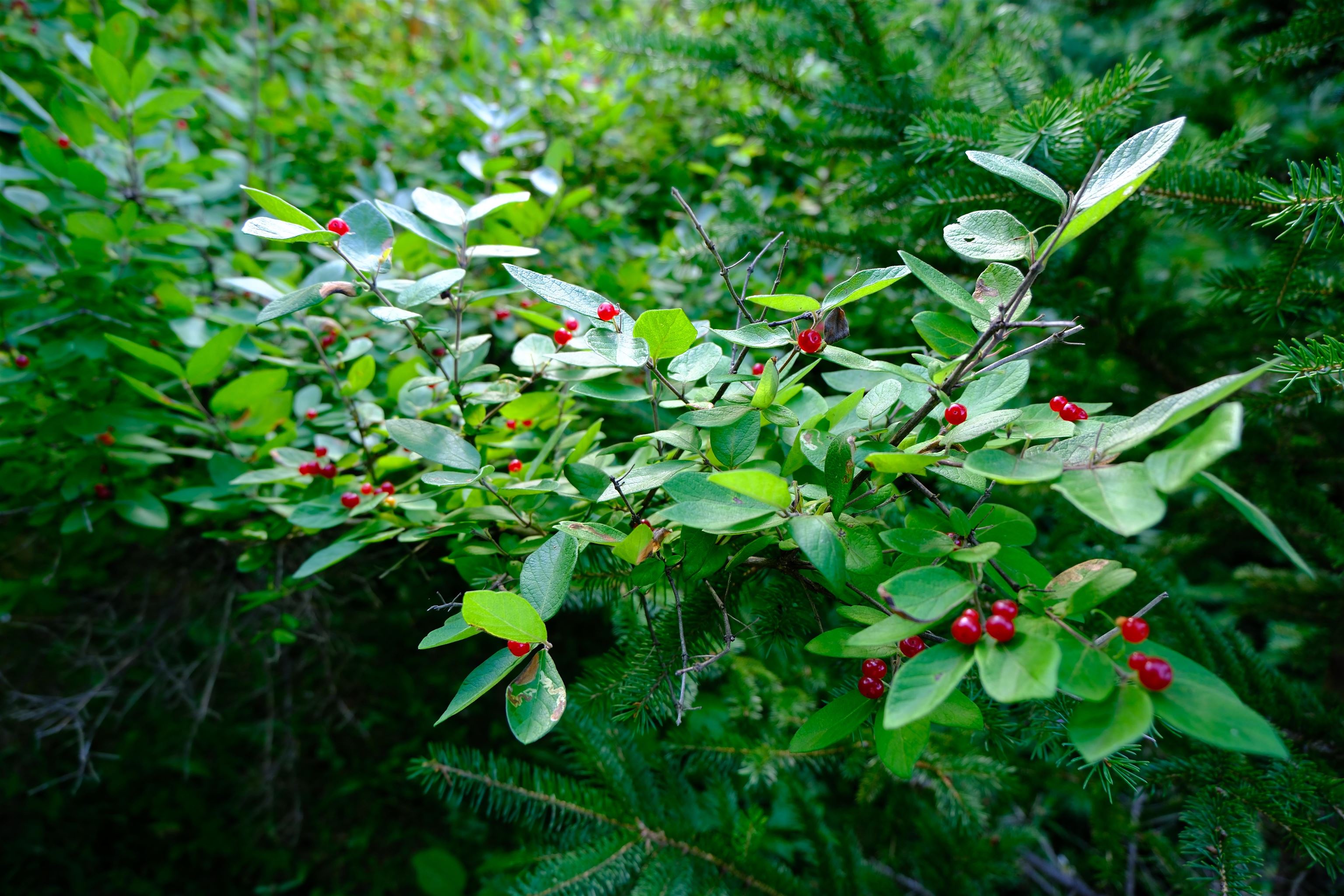 0 Calendar Brook Road Property Photo 37