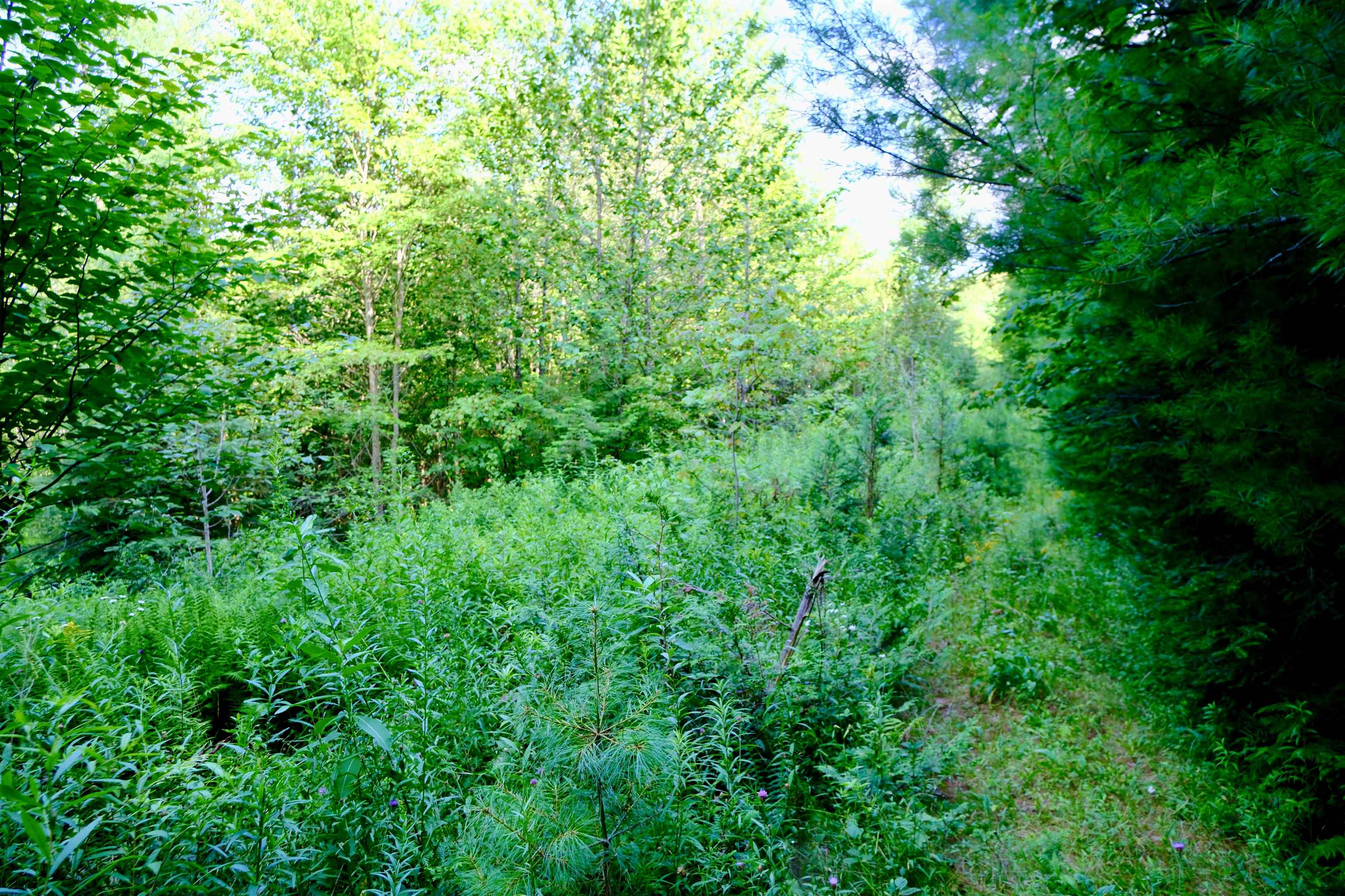 0 Calendar Brook Road Property Photo 45