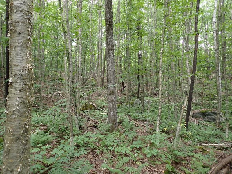 955 Hall Road Property Photo 15