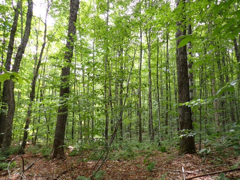 955 Hall Road Property Photo 16