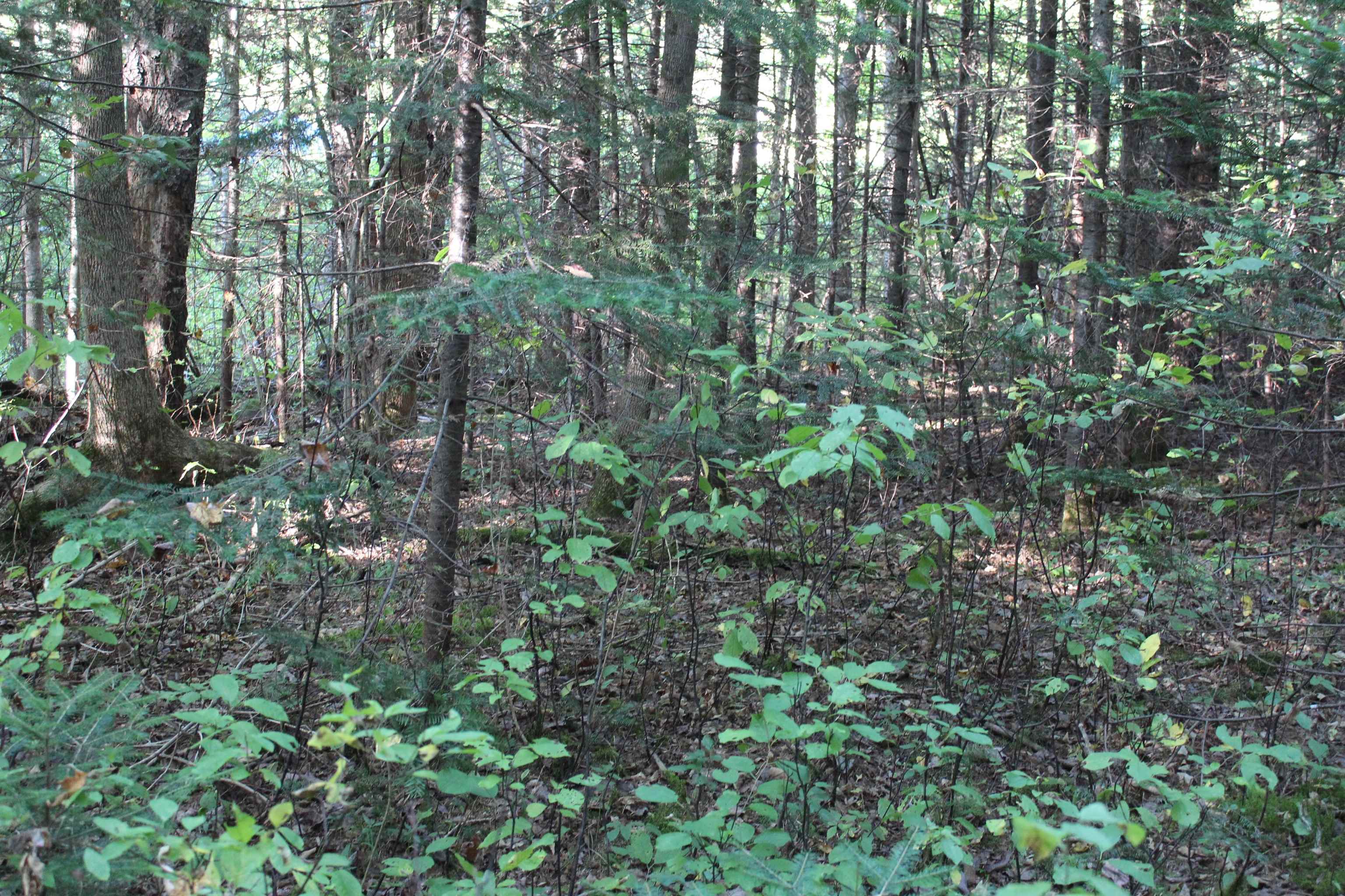 00 Miles Pond Road Property Photo 6