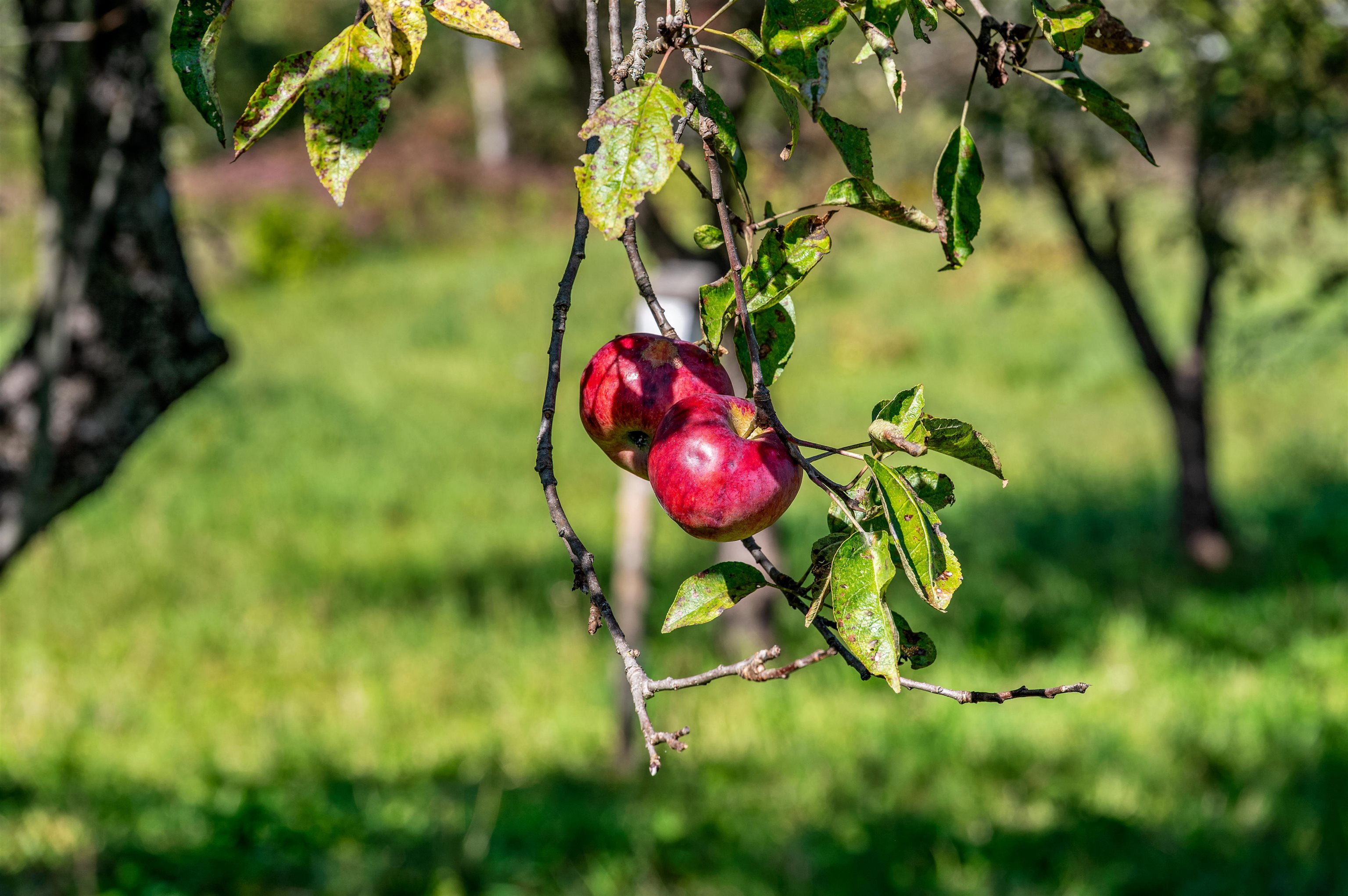 174 Coburn Road Property Photo 51