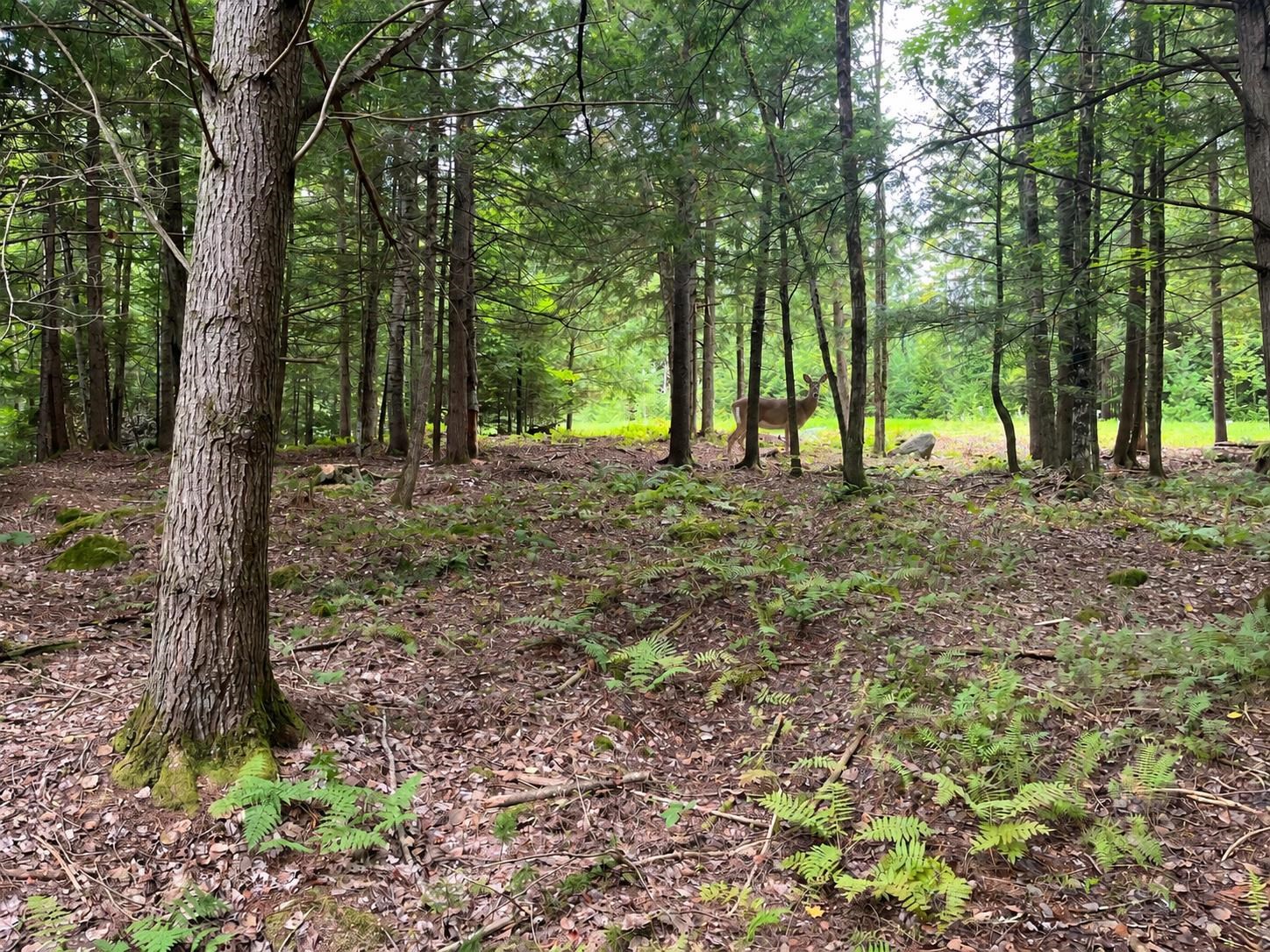 442 Vt Route 12 Property Photo 1