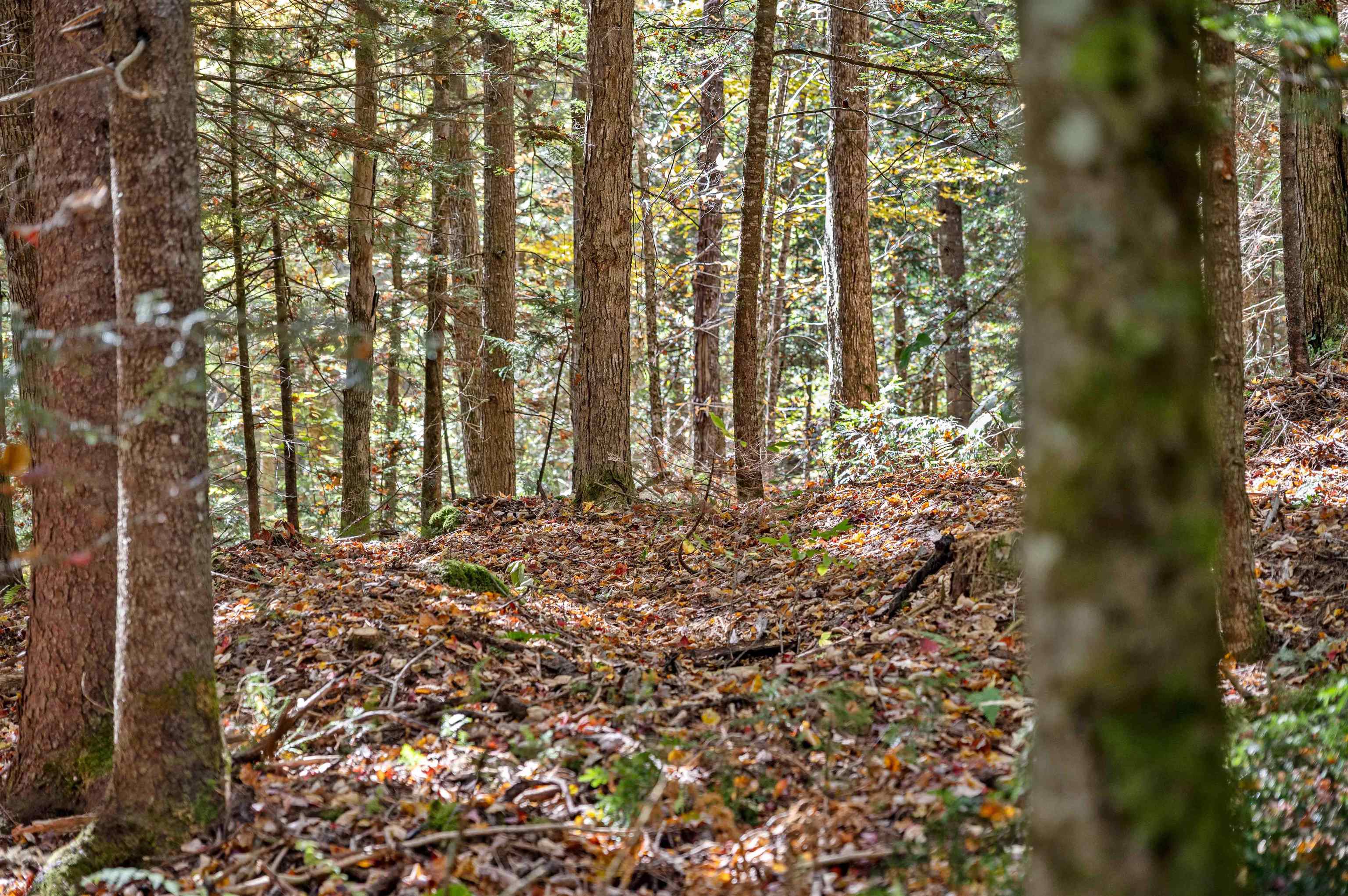 442 Vt Route 12 Property Photo 6