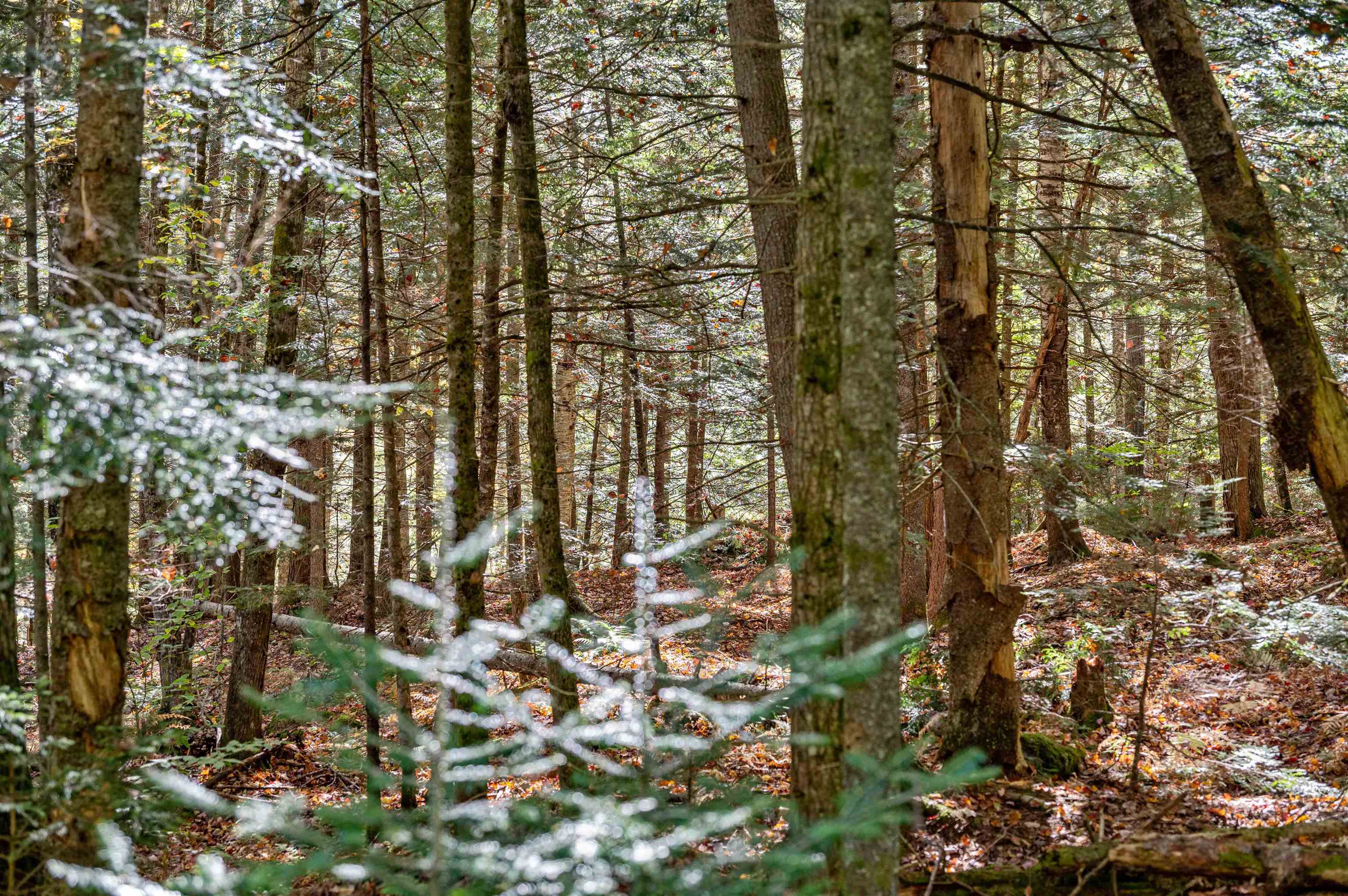 442 Vt Route 12 Property Photo 7