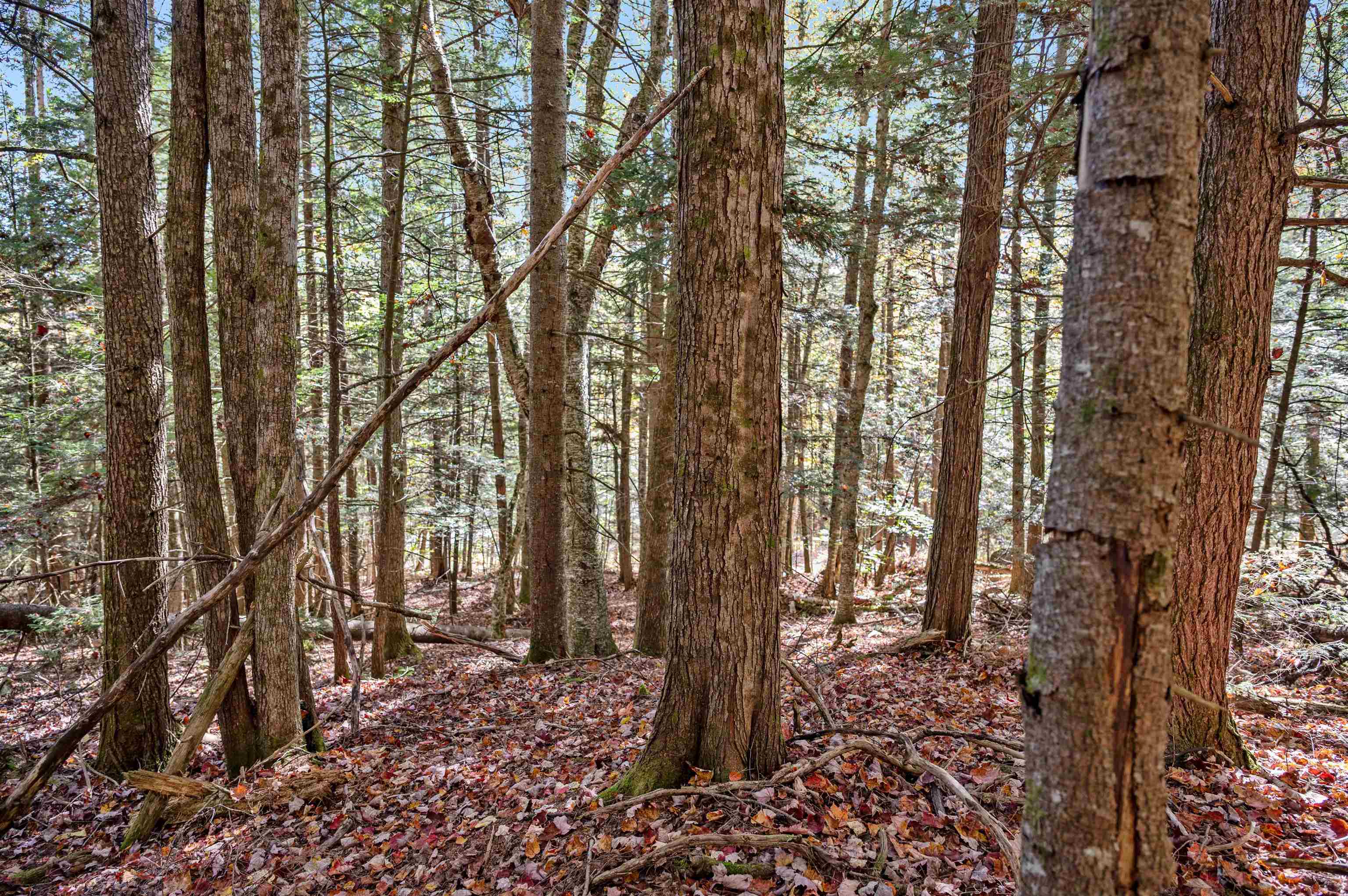 442 Vt Route 12 Property Photo 8