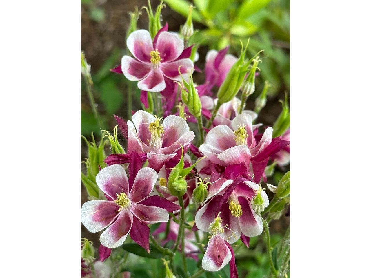 17 Westward Drive Property Photo 45