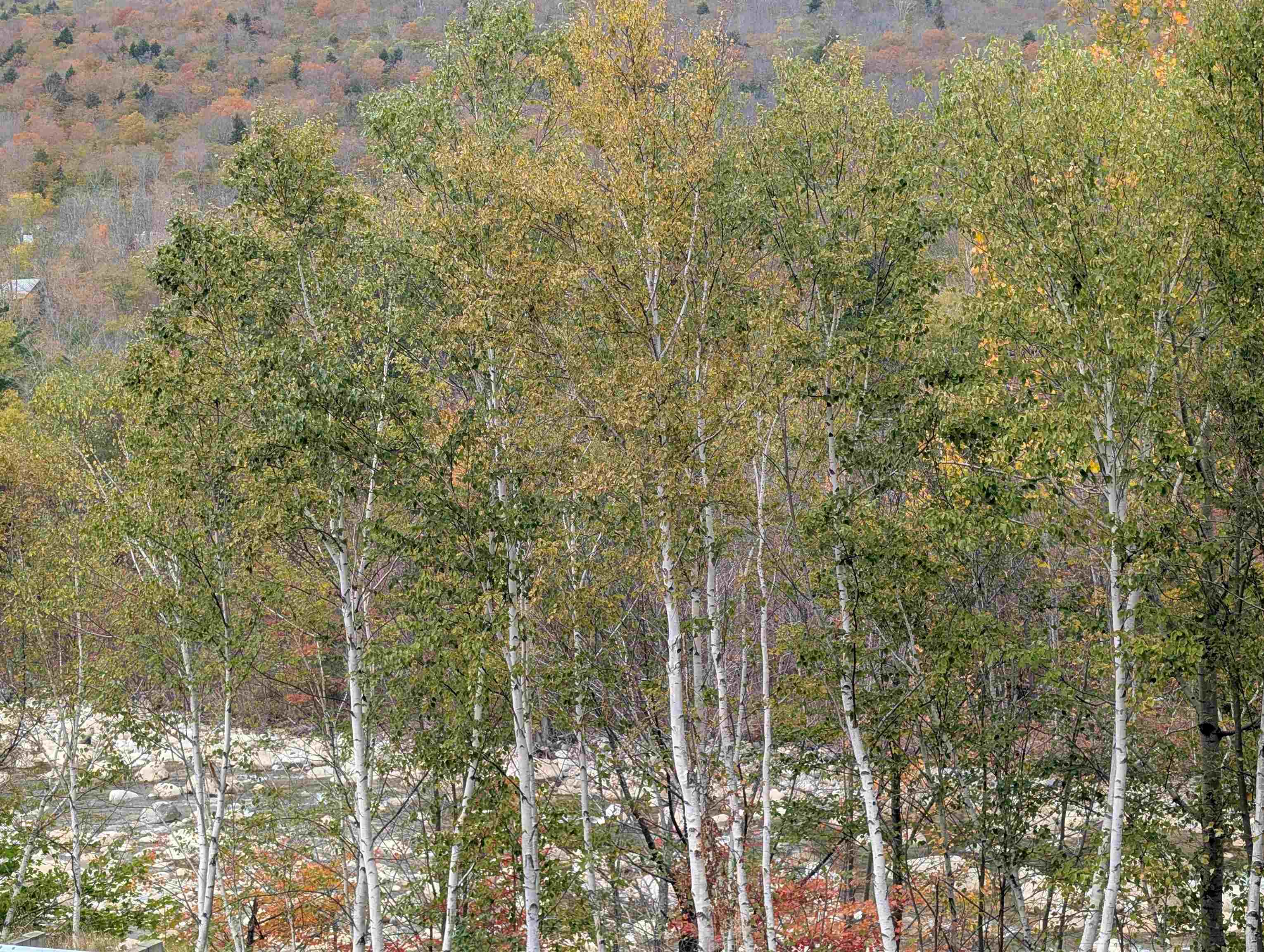 90 Loon Mountain Road Property Photo 22