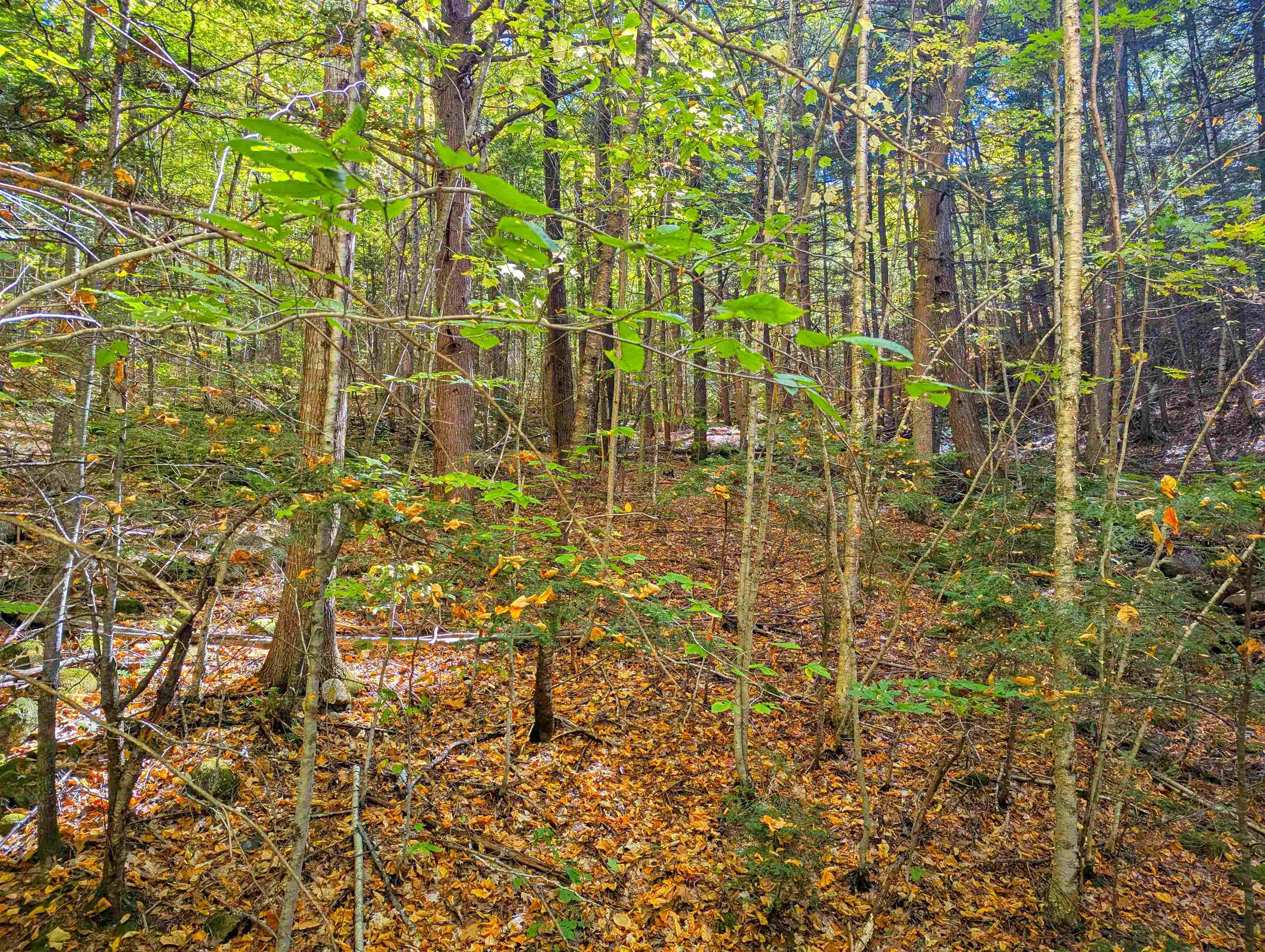 Checkerberry Ridge Property Photo 6