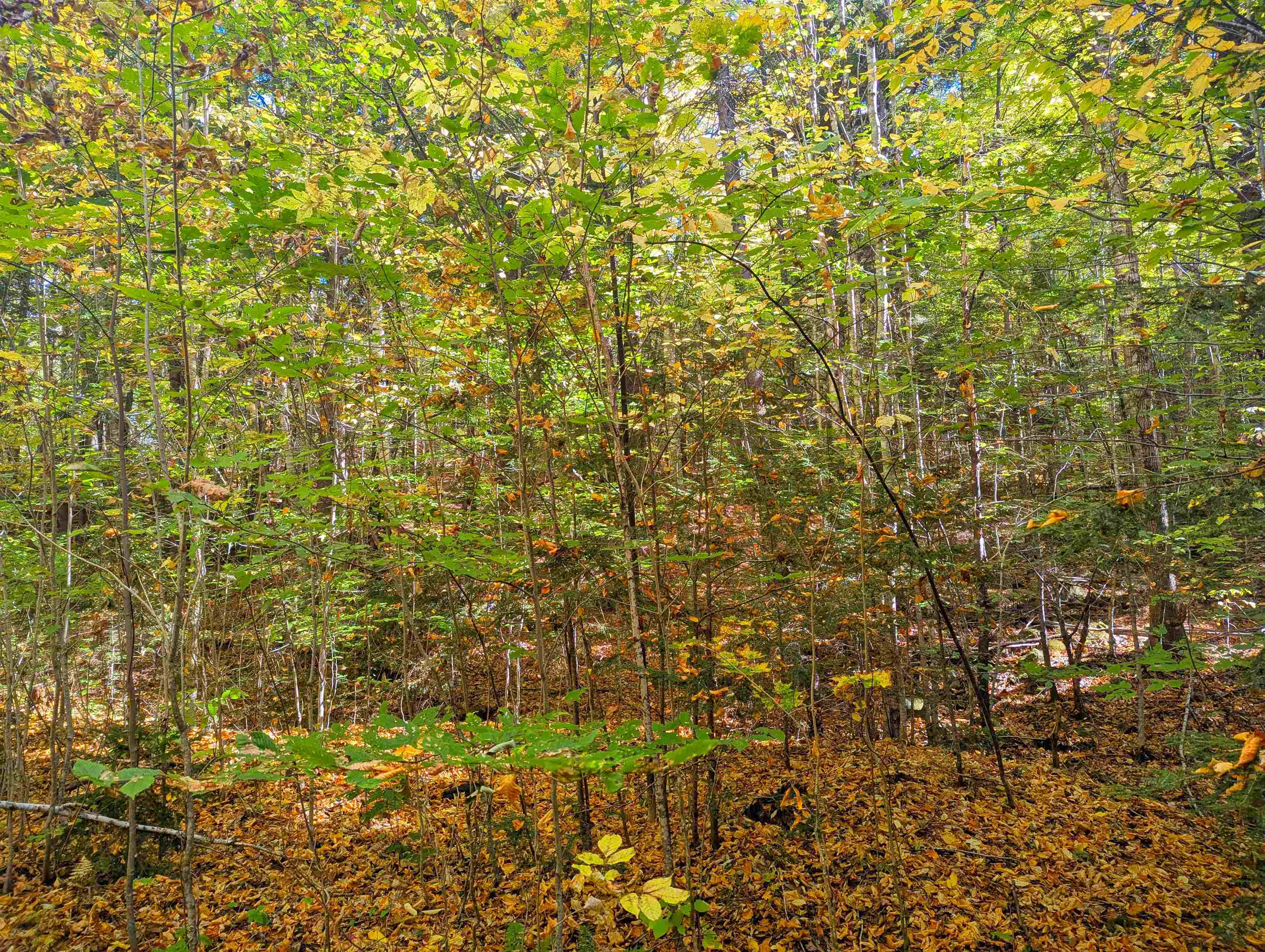 Checkerberry Ridge Property Photo 7