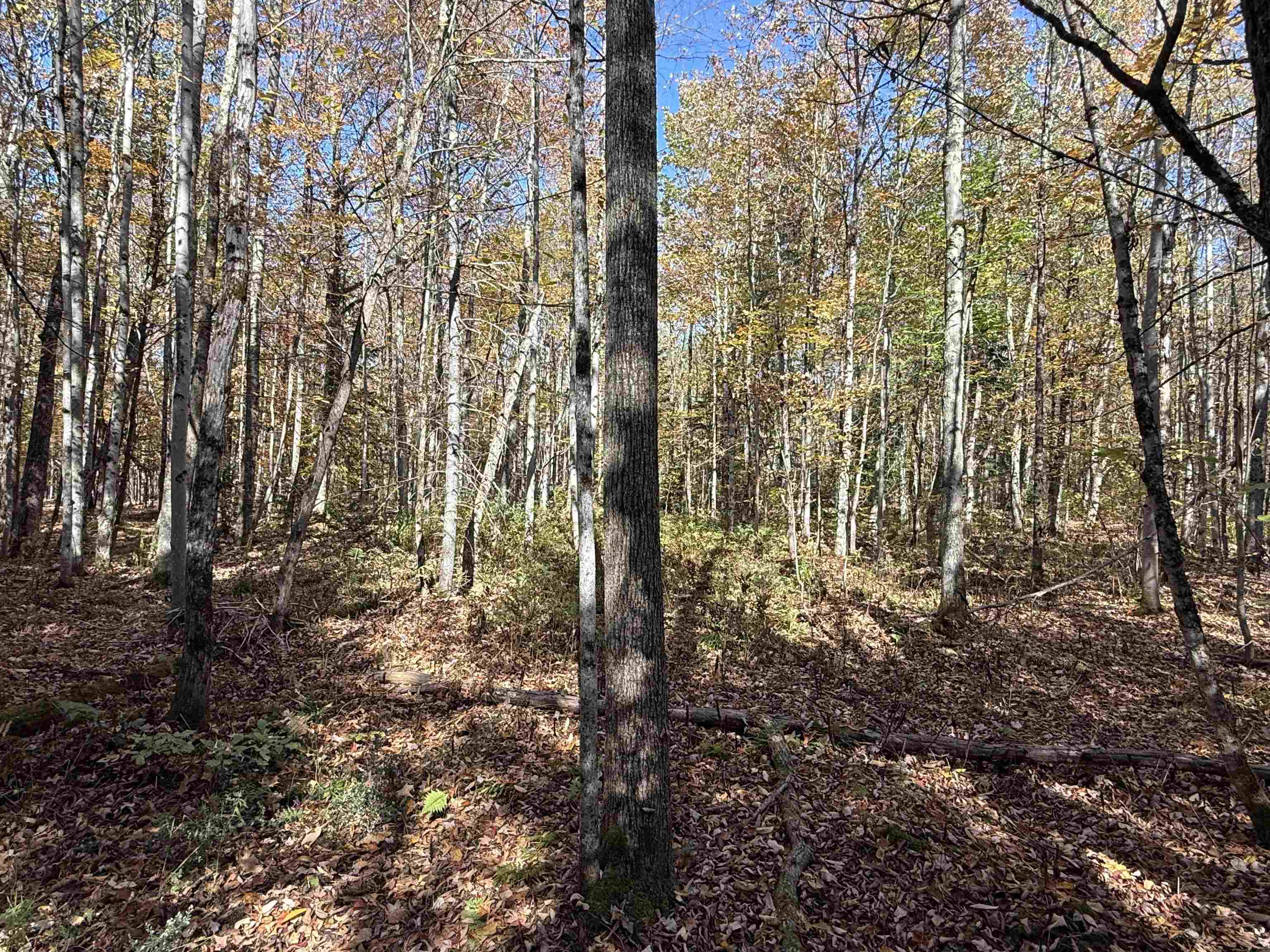1414 Collins Mill Road Property Photo 28
