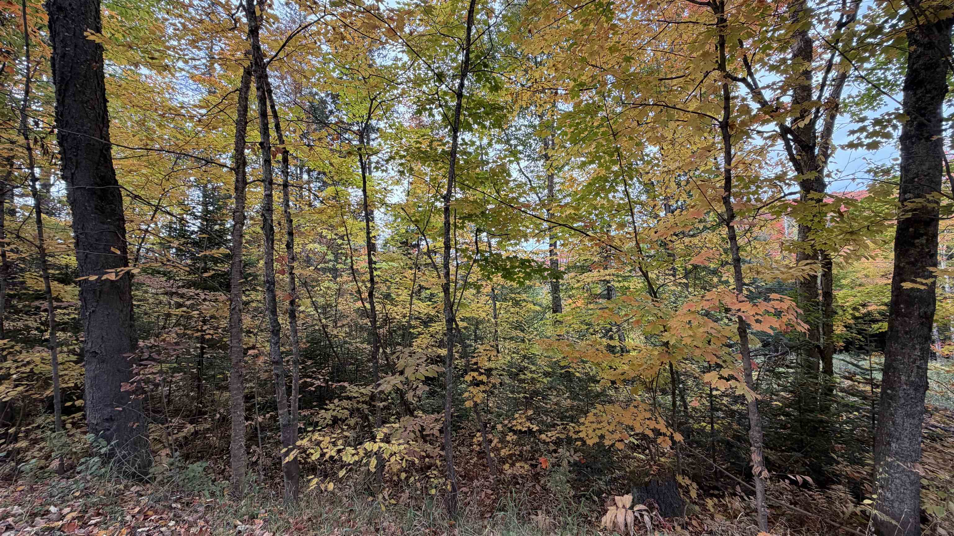 0 Shadow Lake Road Property Photo 4