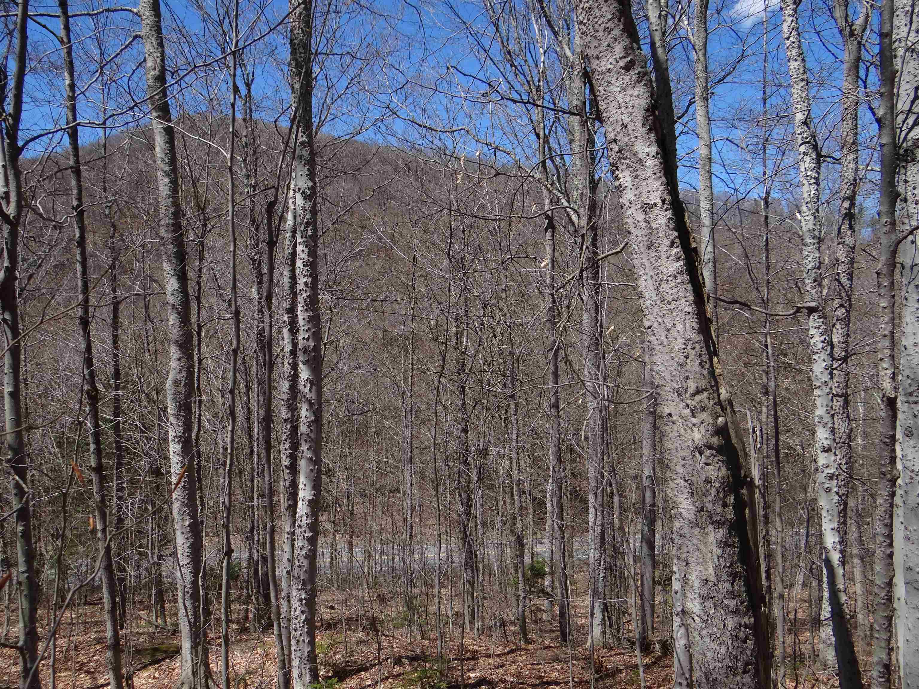 0 South Road Property Photo 27