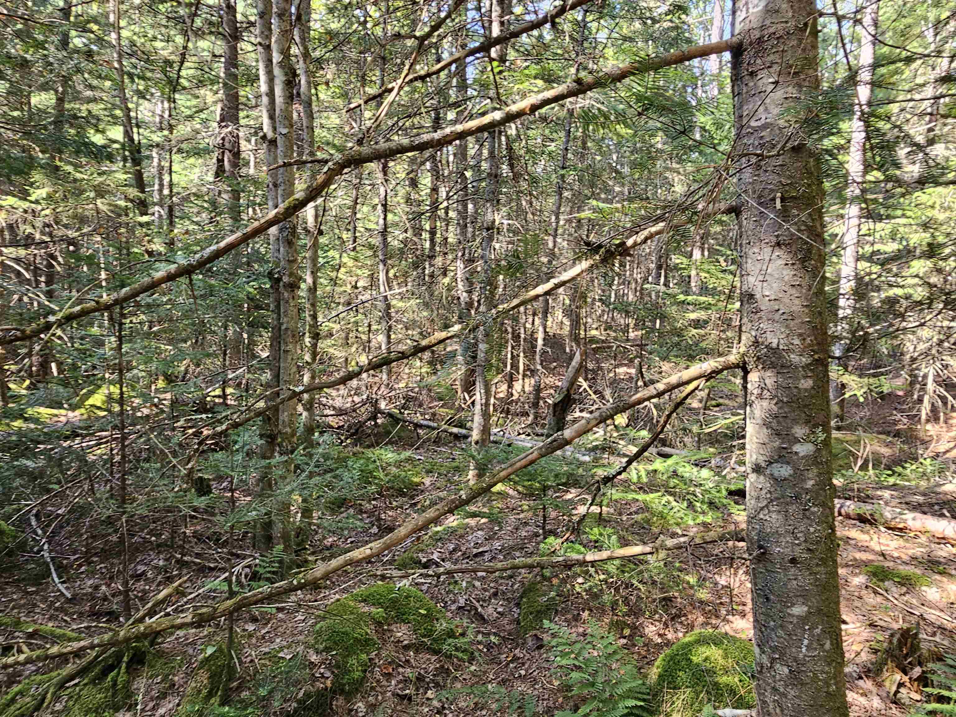 1476 Profile Road Property Photo 6
