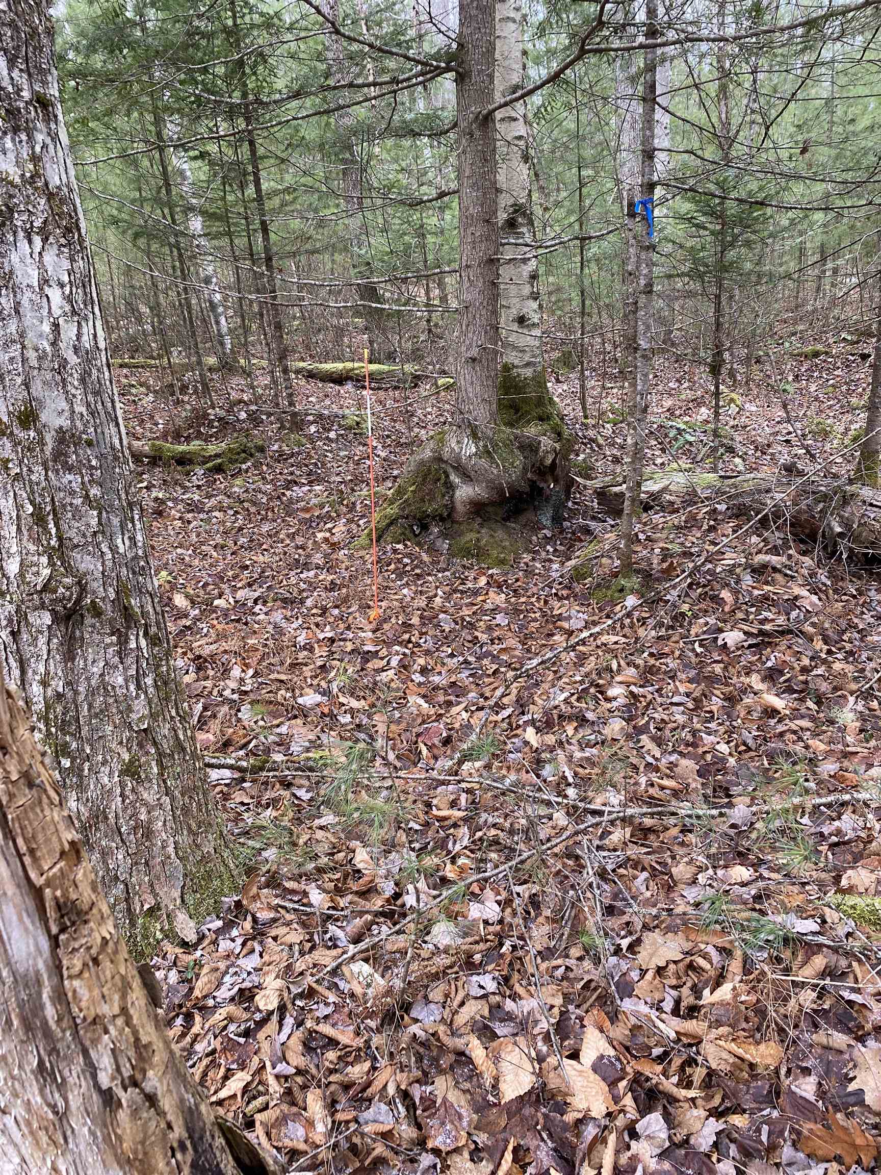 84 Vernon Avenue Property Photo 3