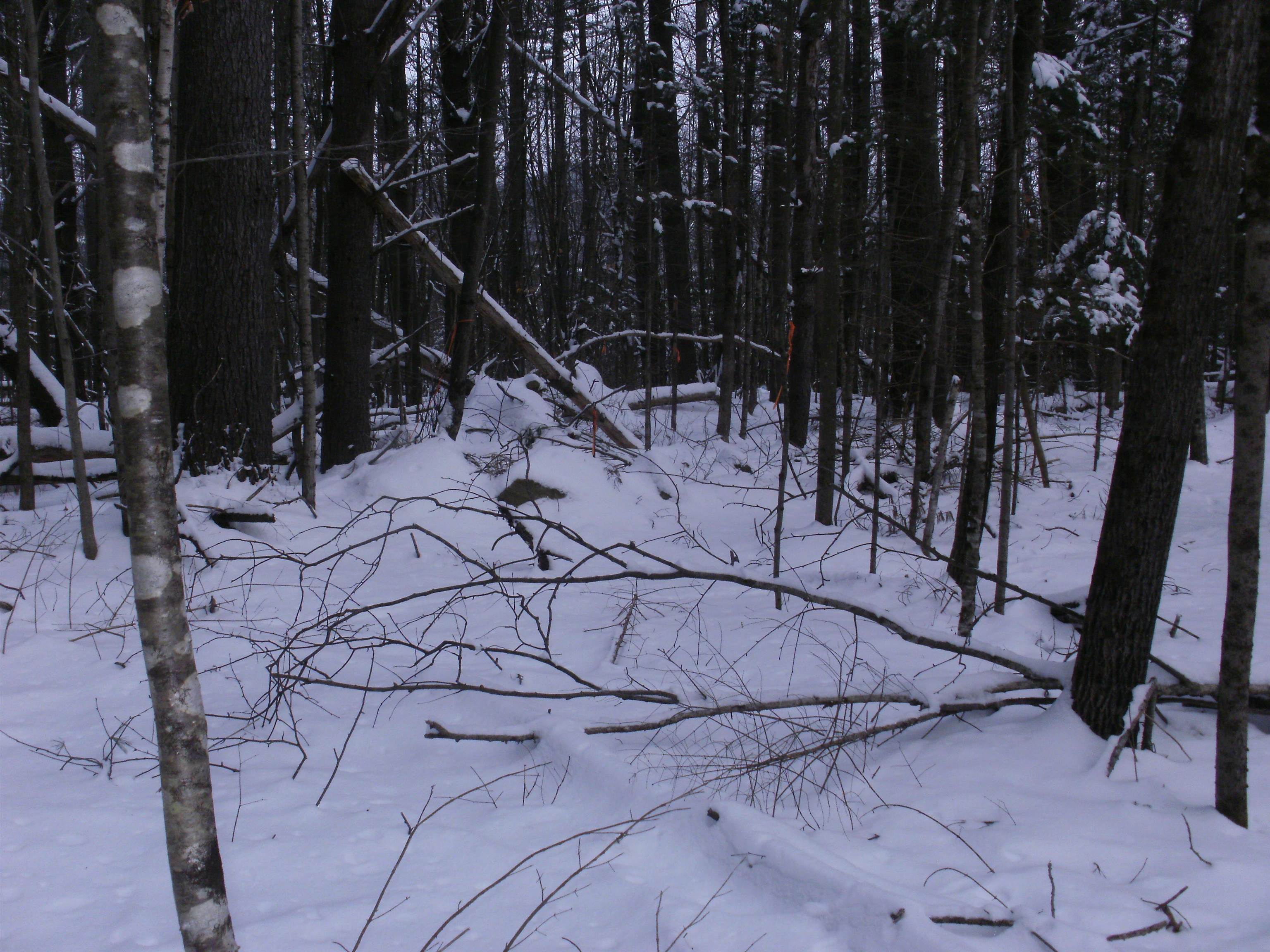 84 Vernon Avenue Property Photo 7