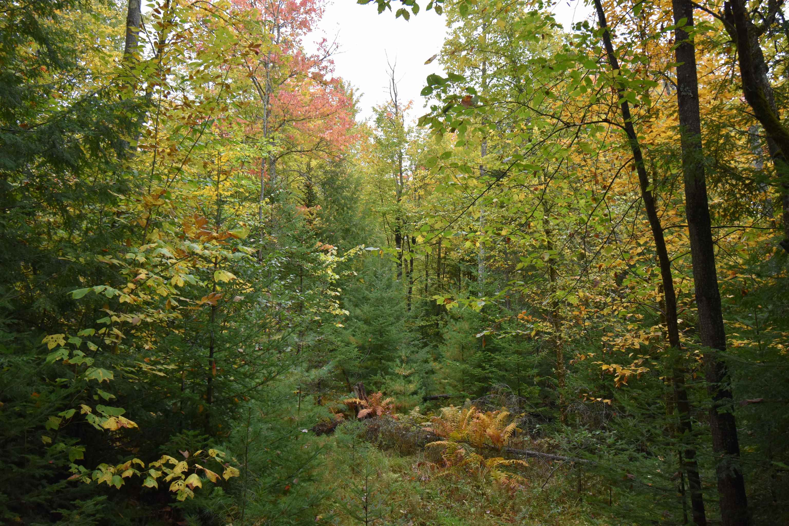 84 Vernon Avenue Property Photo 11