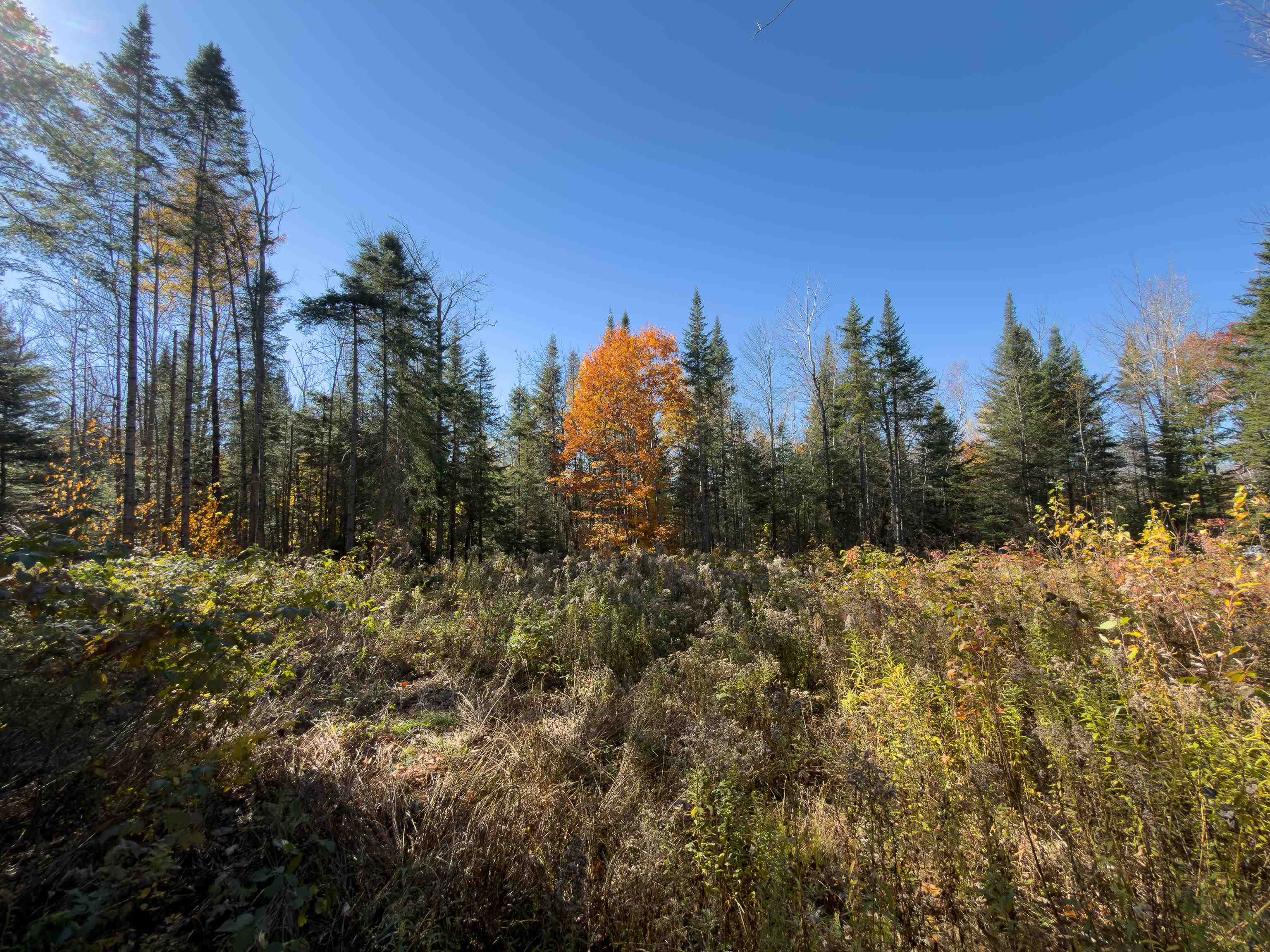 40 Bear Paw Trail