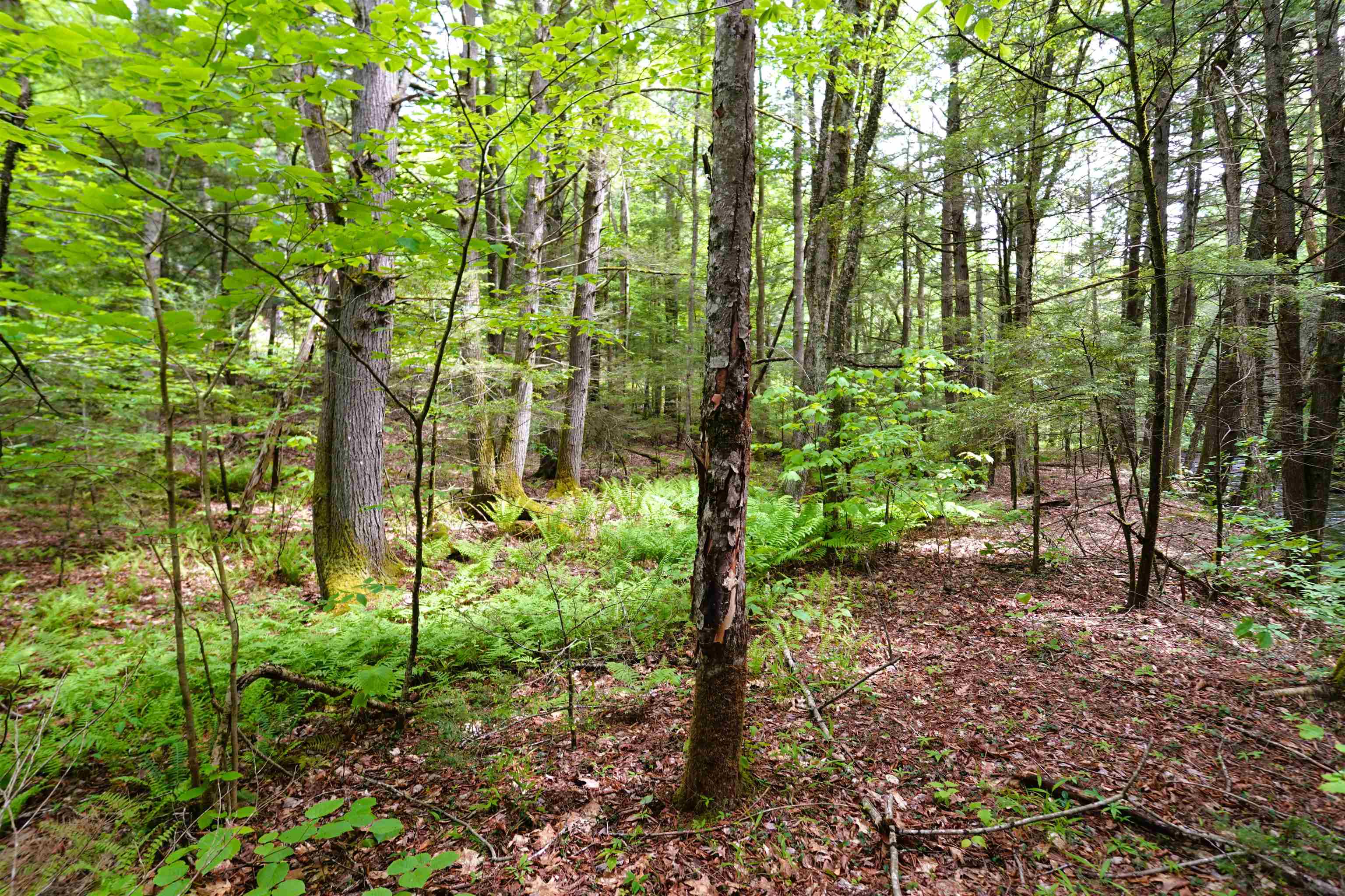 525 Richmond Road Property Photo 6