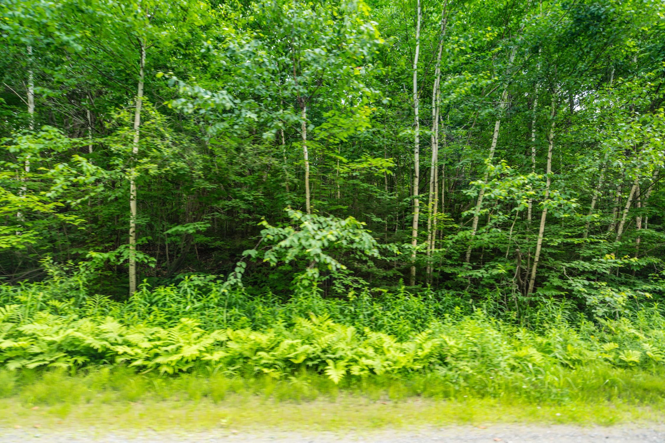 31 Woodsman Road Property Photo 3