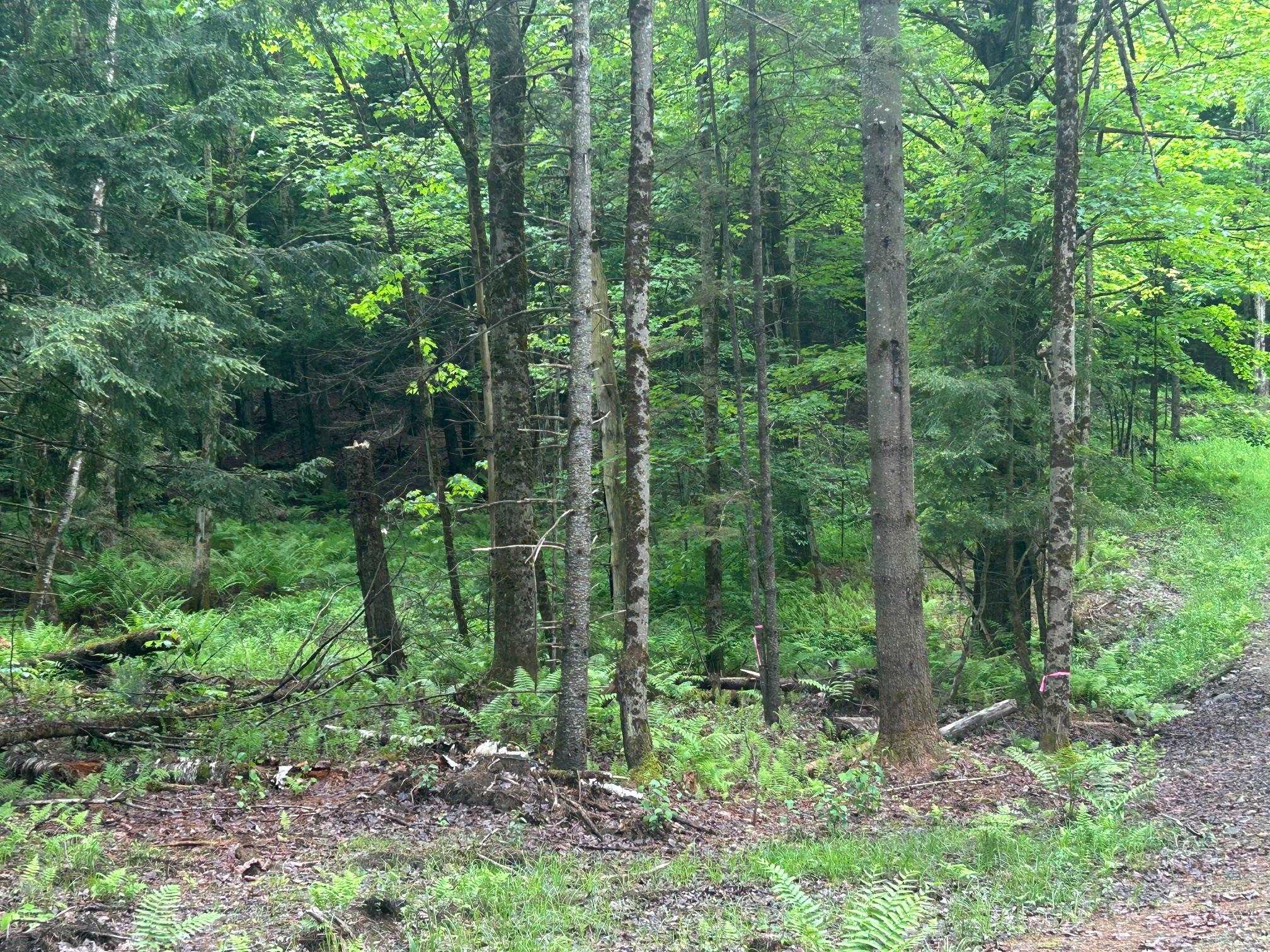 00 Rocky Road Property Photo 8