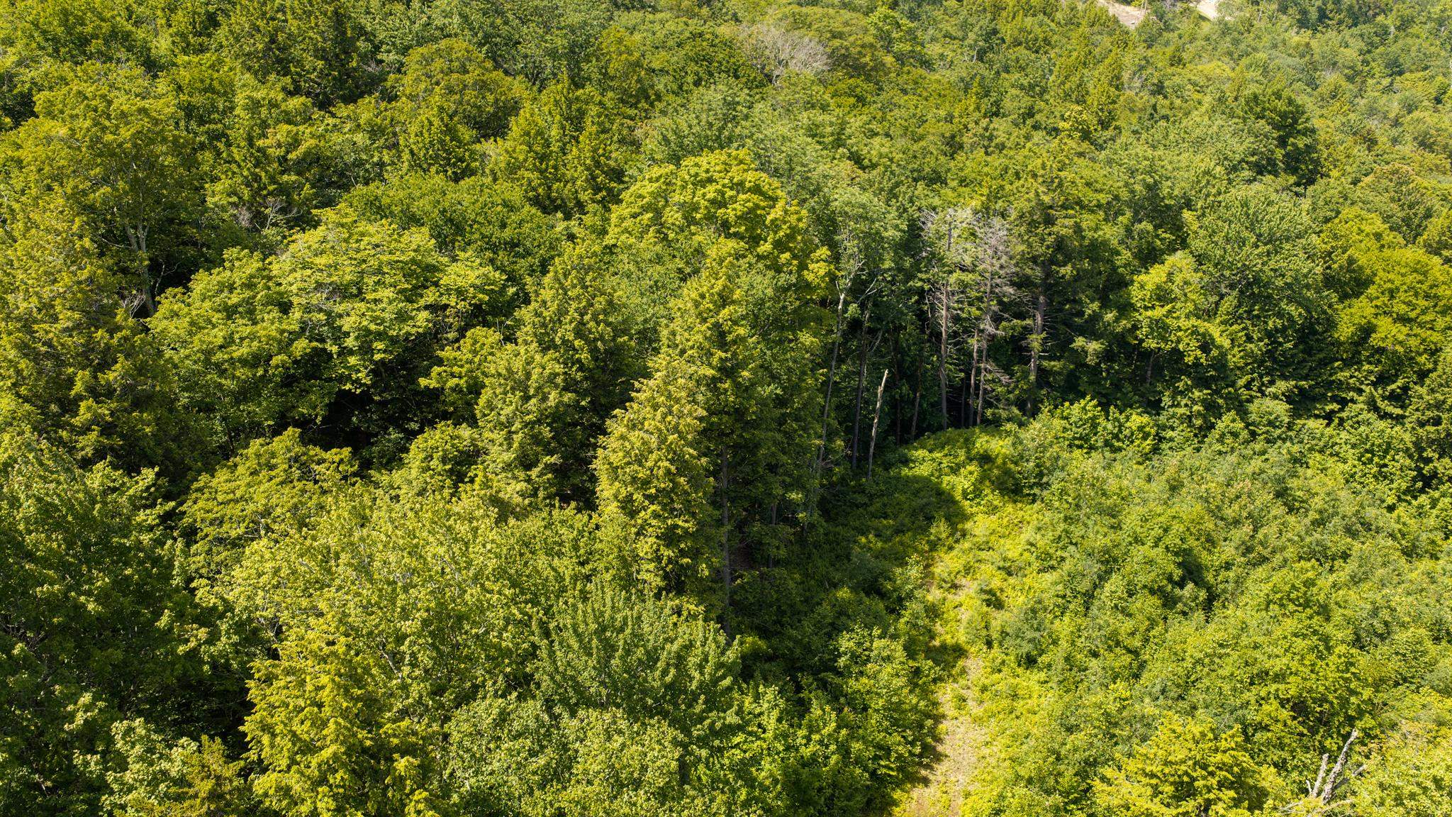 56 Lower Taylor Hill Road Property Photo 12