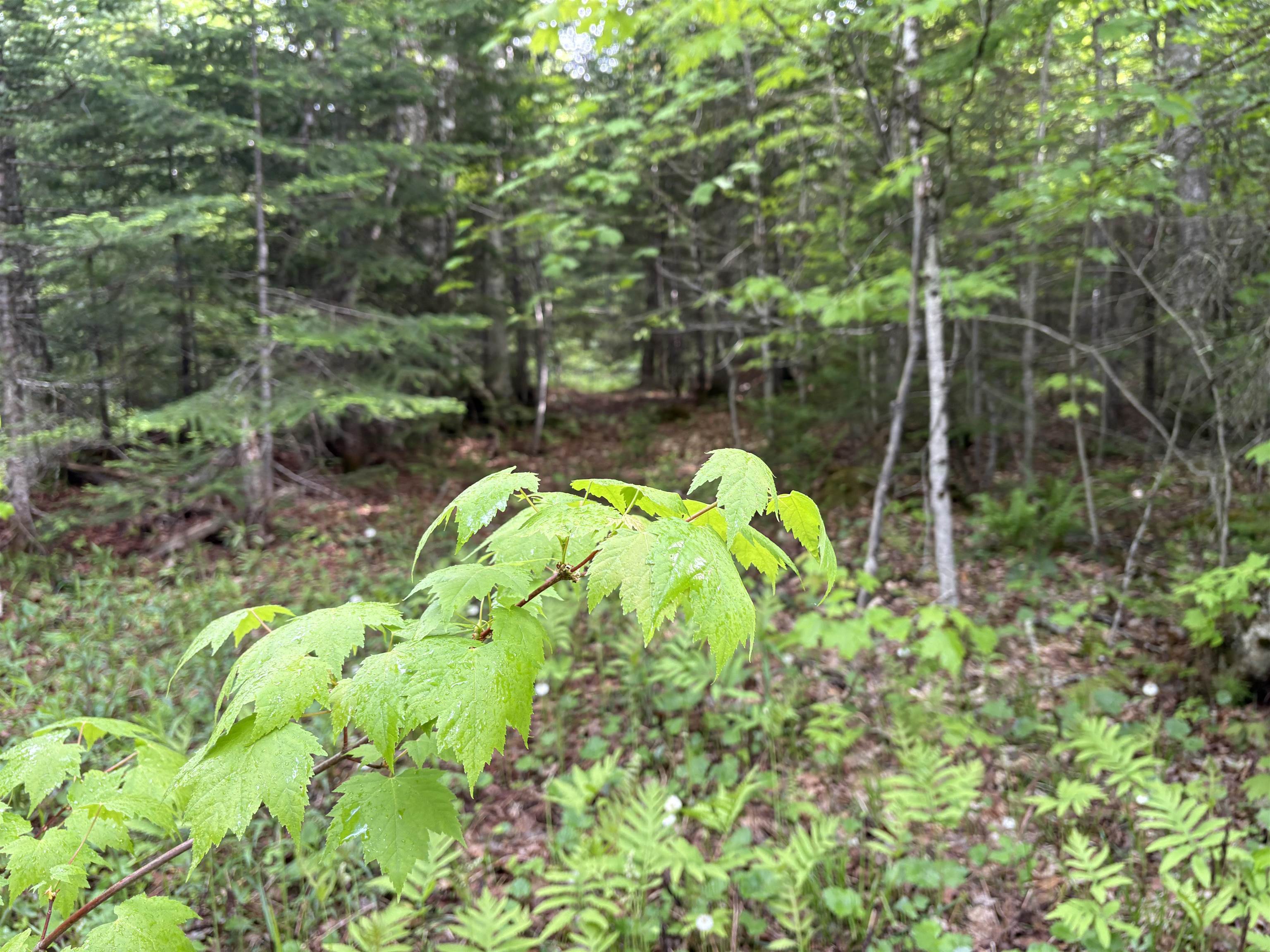 905 Peak Road Property Photo 23