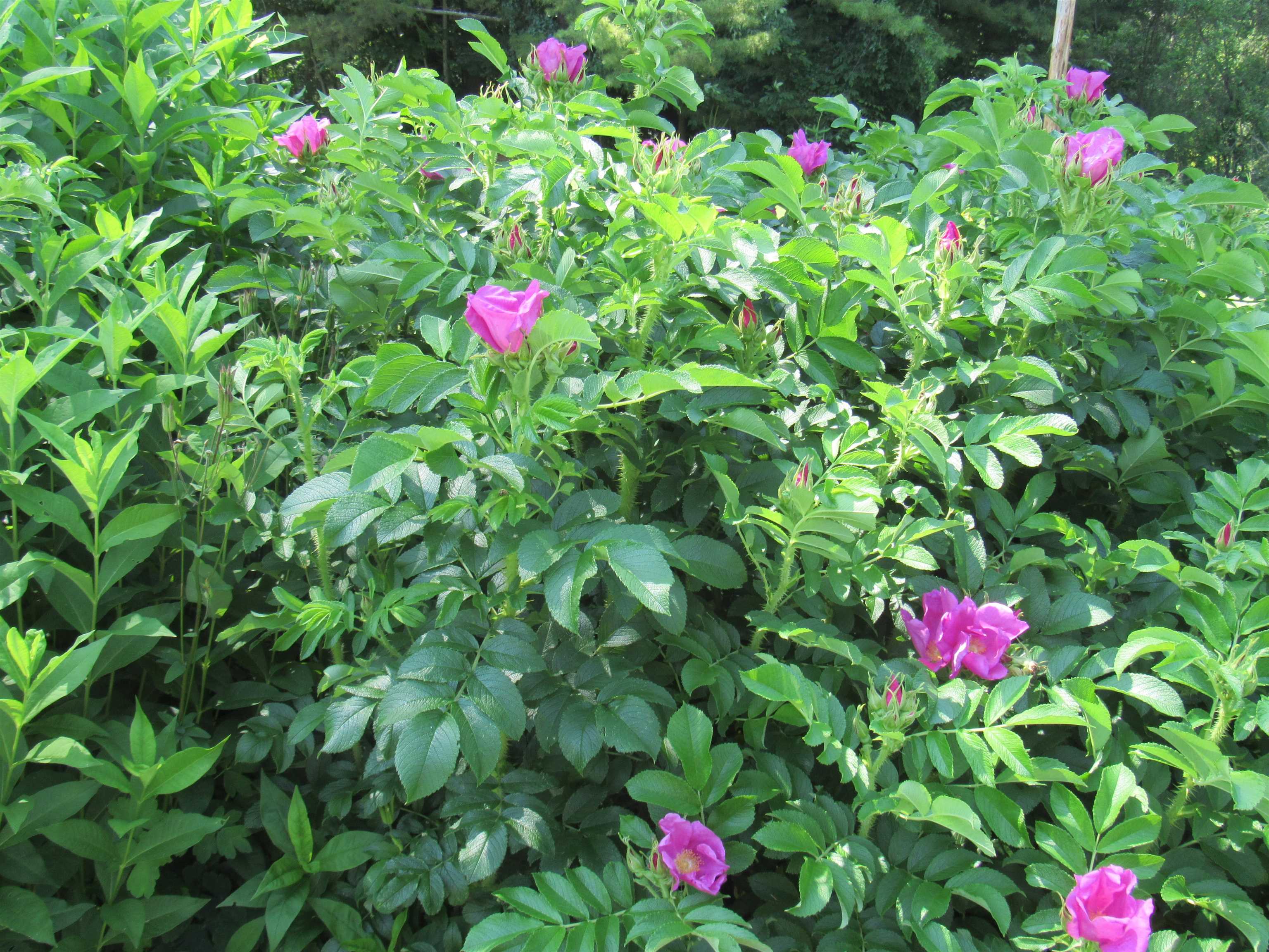 1901 Cross Road Property Photo 7
