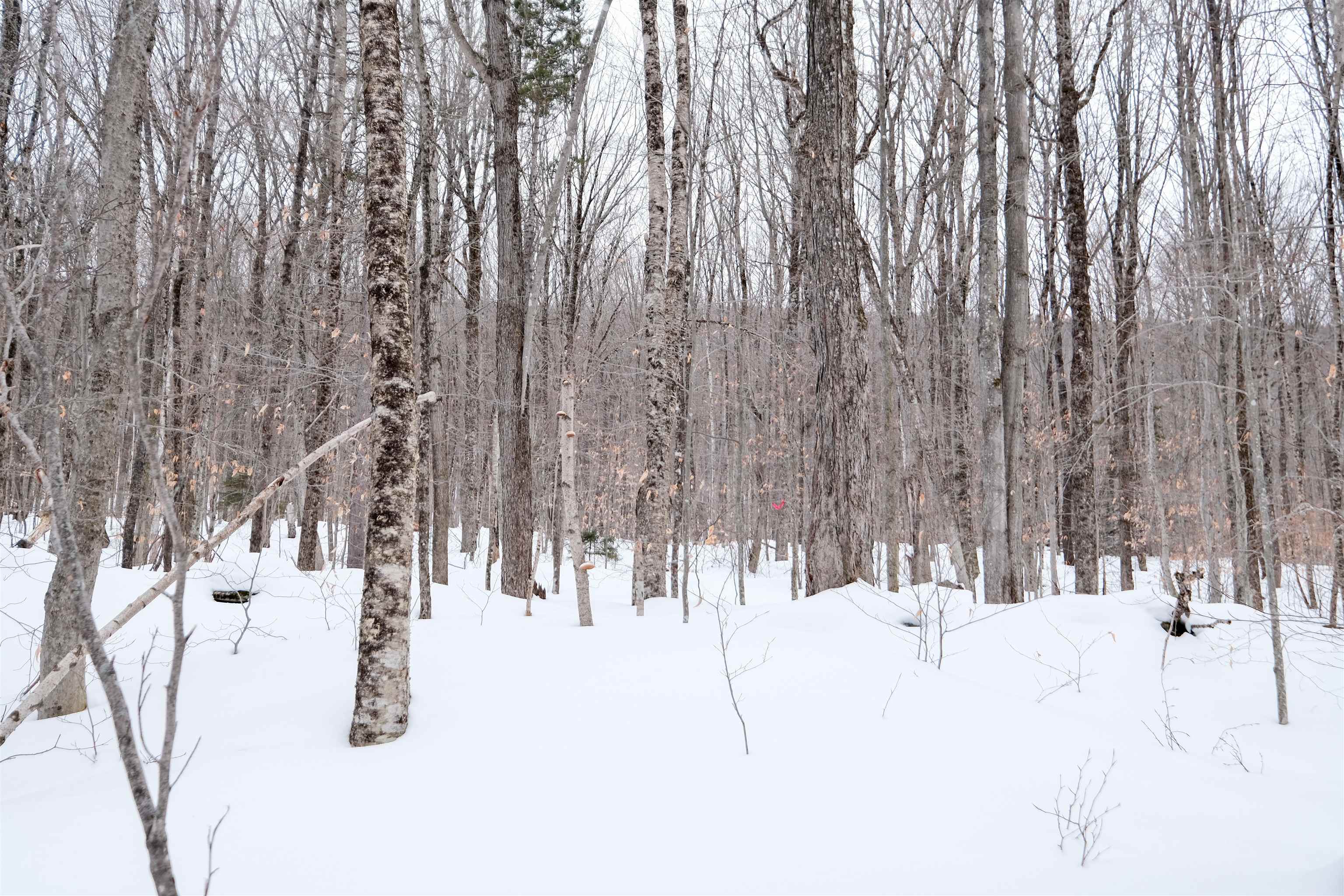 0 Markham Mountain Road Property Photo 8