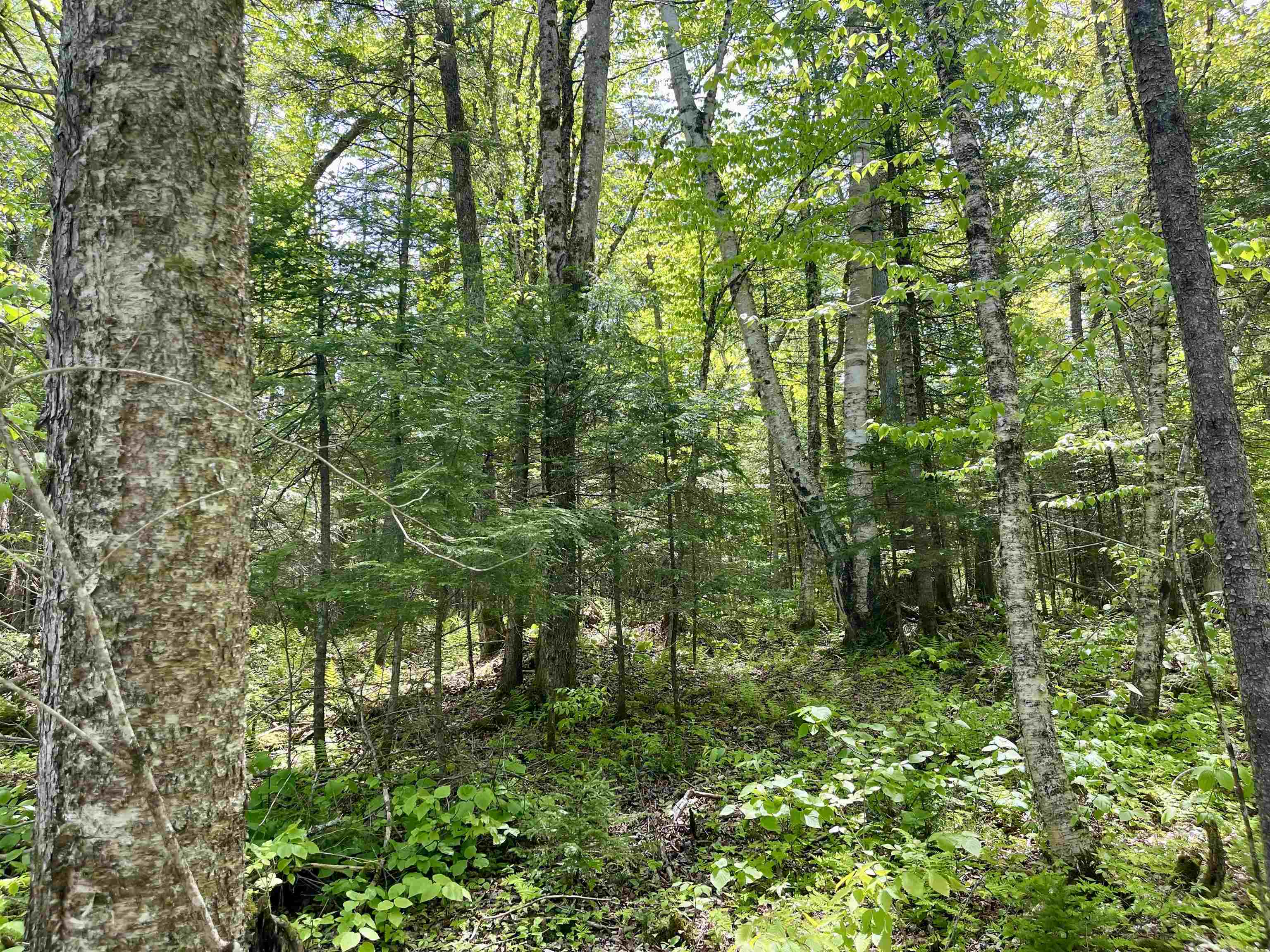 00 Mountain Road Property Photo 6