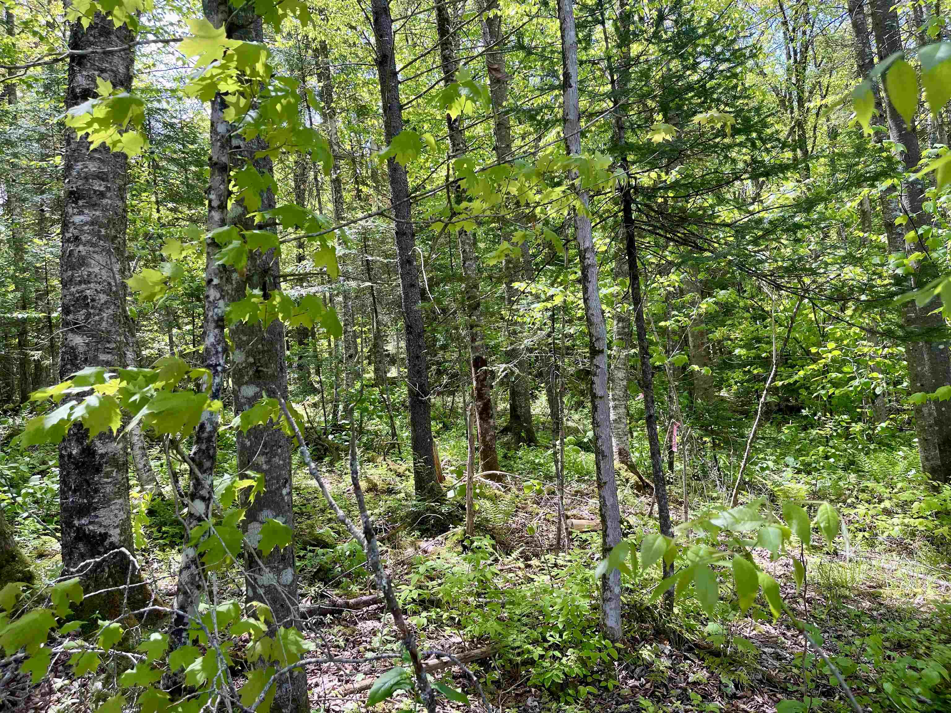 00 Mountain Road Property Photo 7
