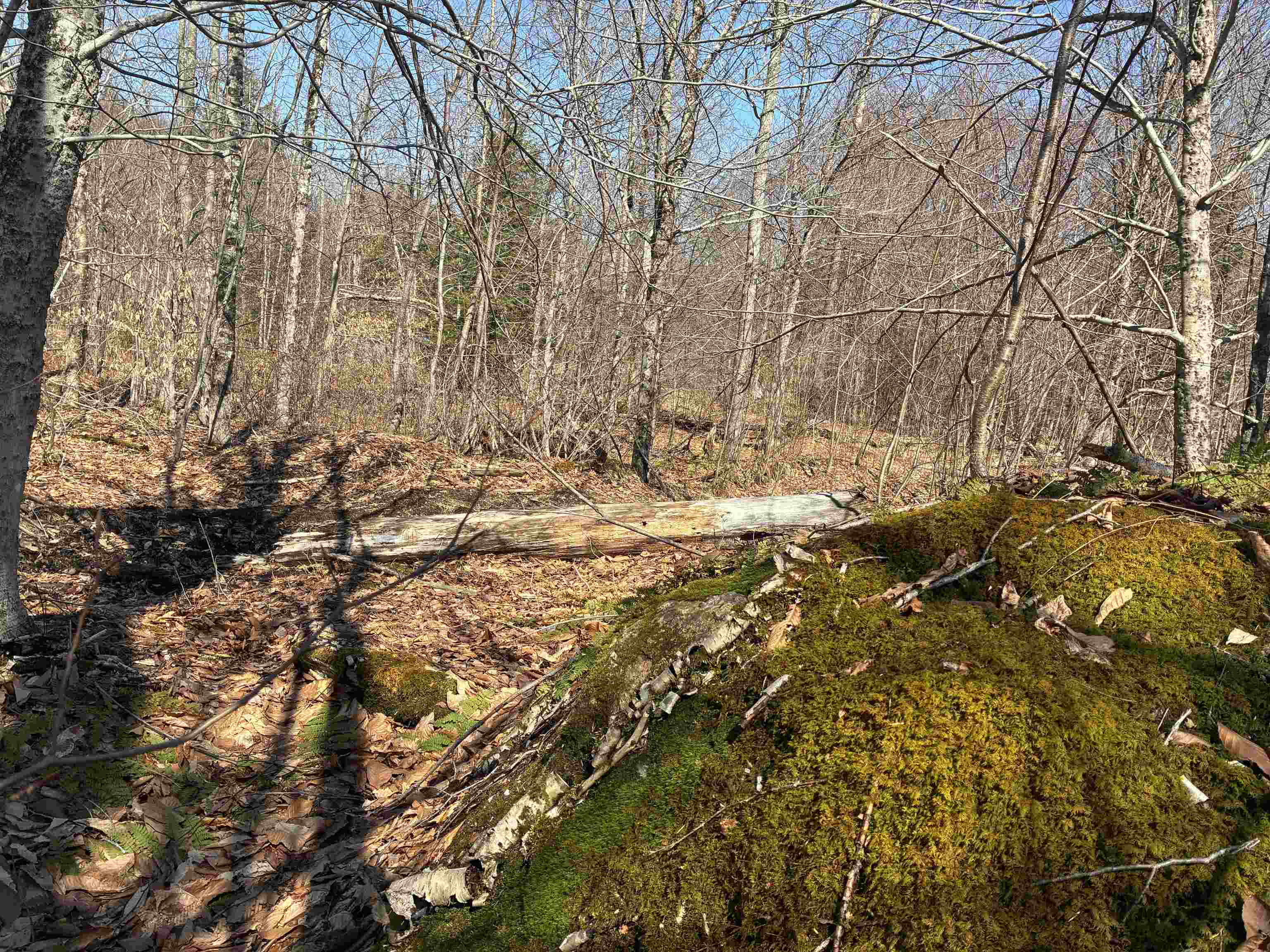 Lot 1 Marshall Road Property Photo 13
