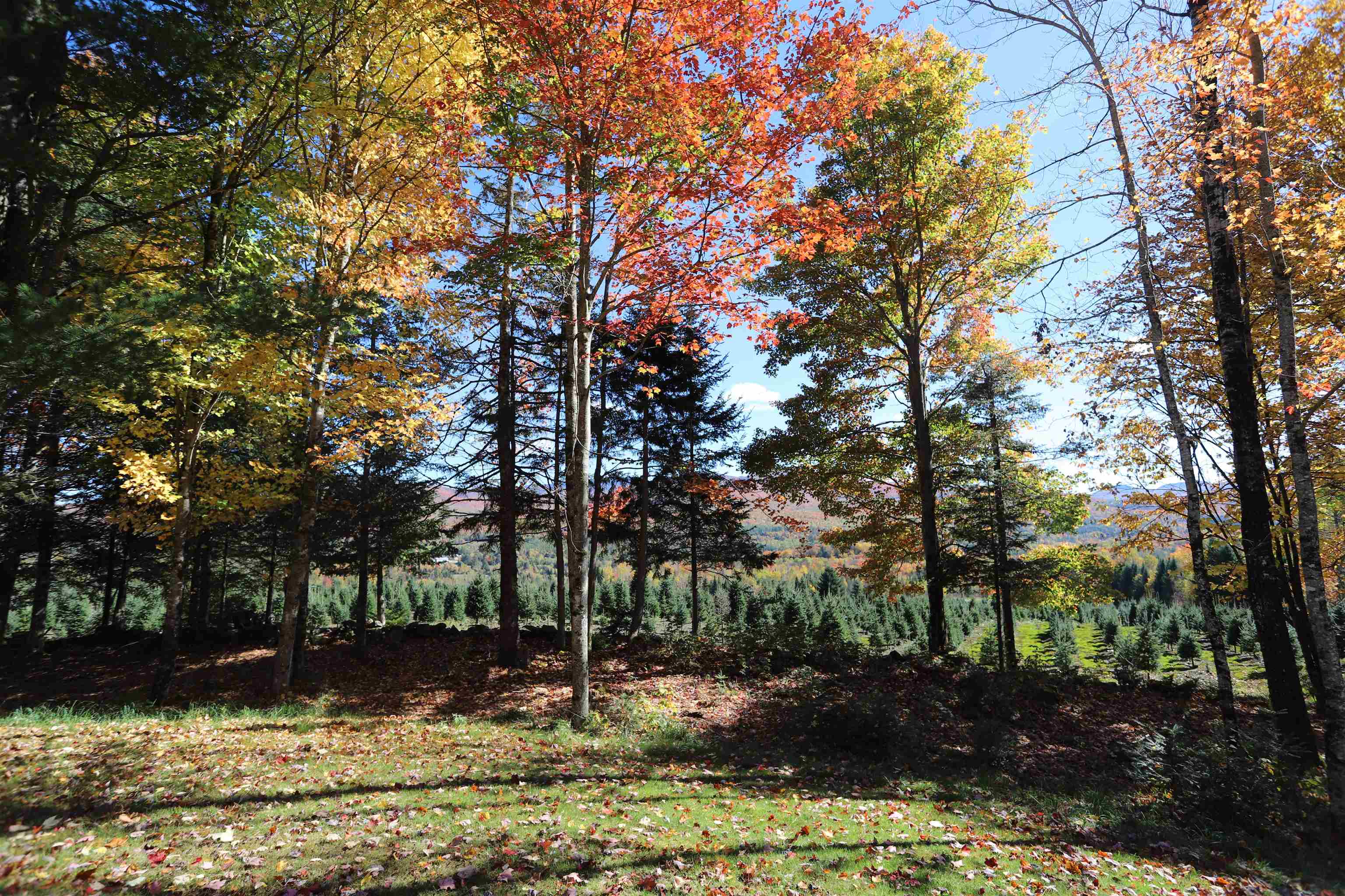 374 Crank Road Property Photo 35