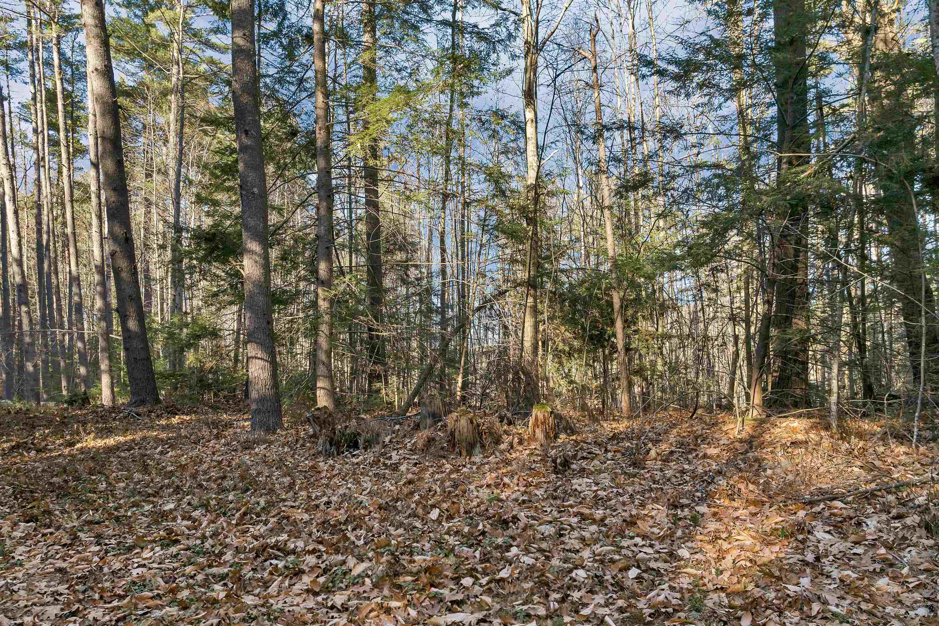 Camp Road Property Photo 11