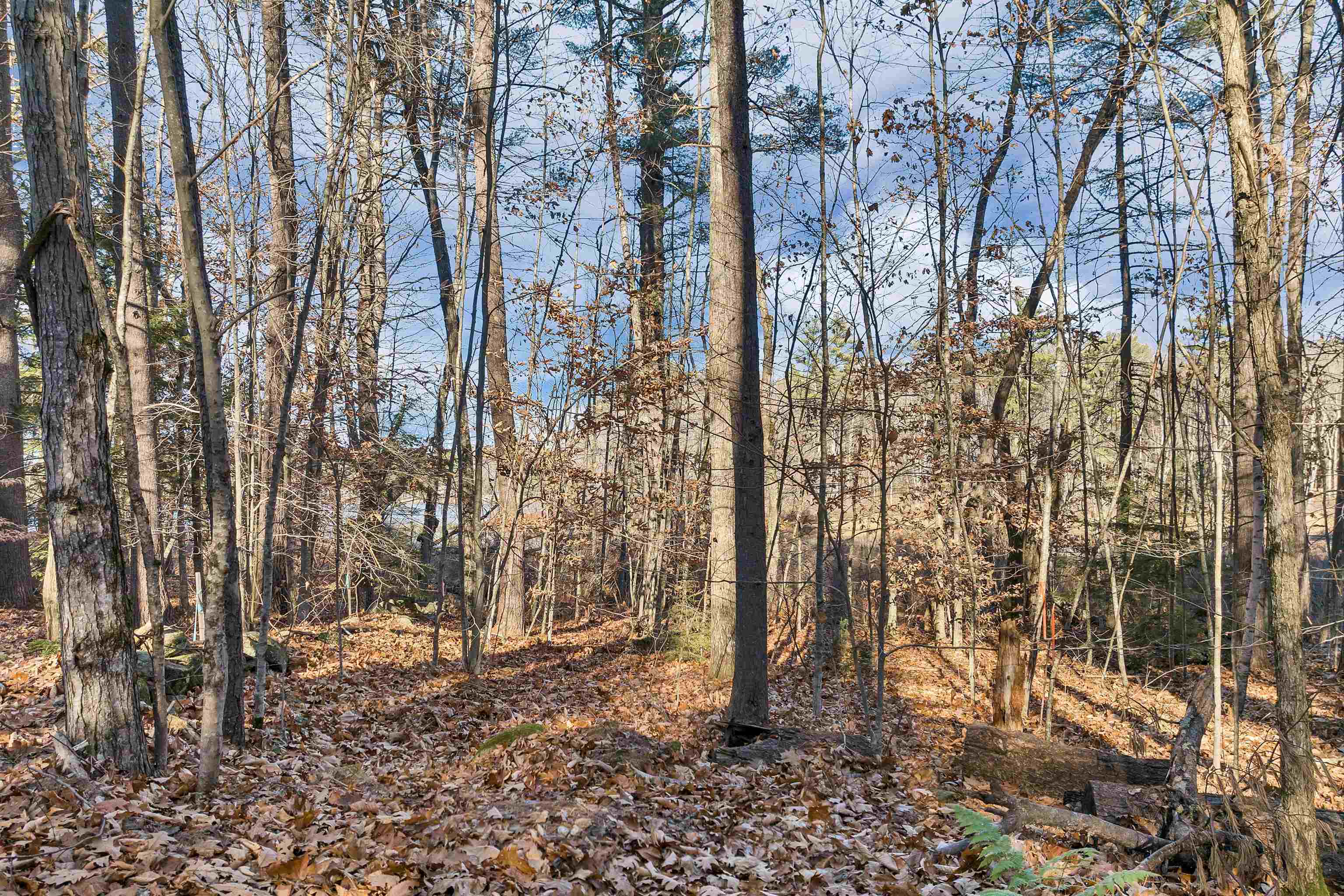 Camp Road Property Photo 15