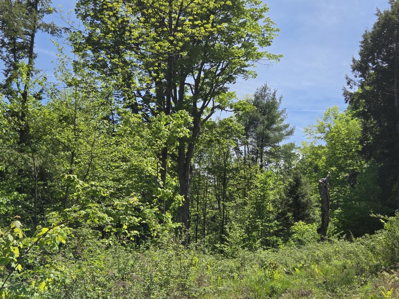 00 Vt Rte 12 Property Photo 10
