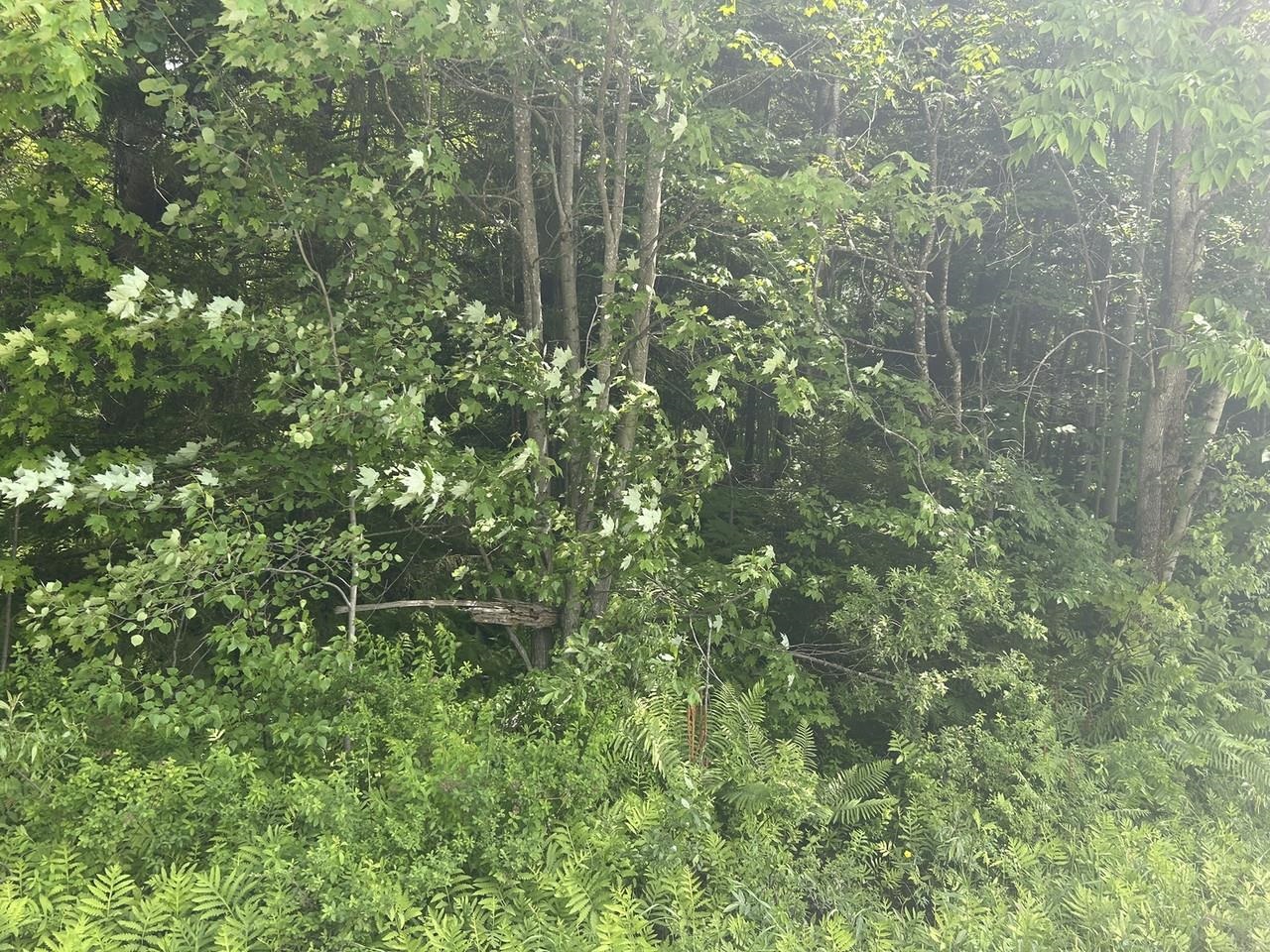 0 Rushford Valley Road Property Photo 4