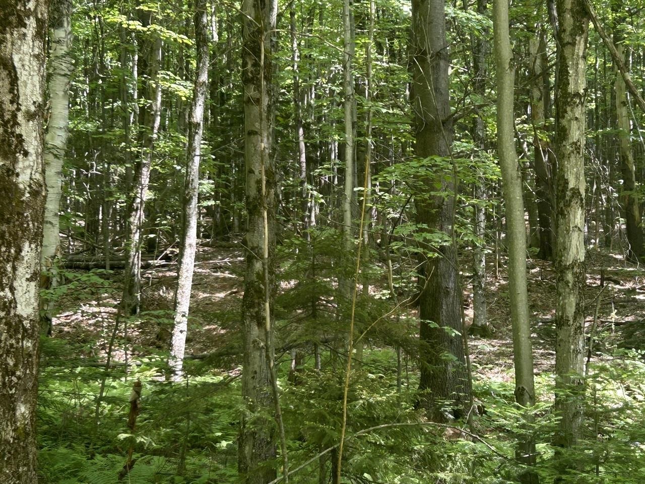 0 Rushford Valley Road Property Photo 10