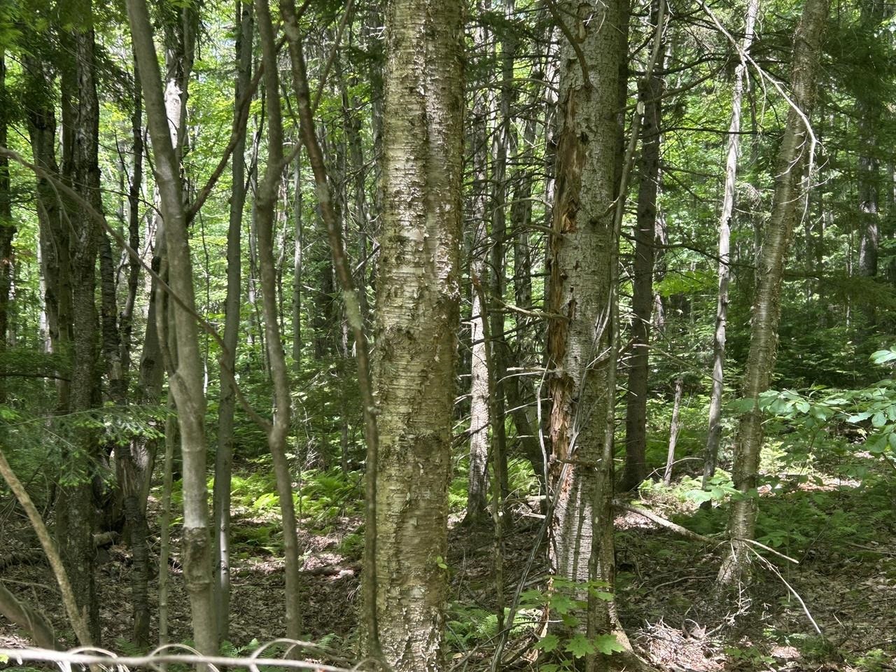 0 Rushford Valley Road Property Photo 14