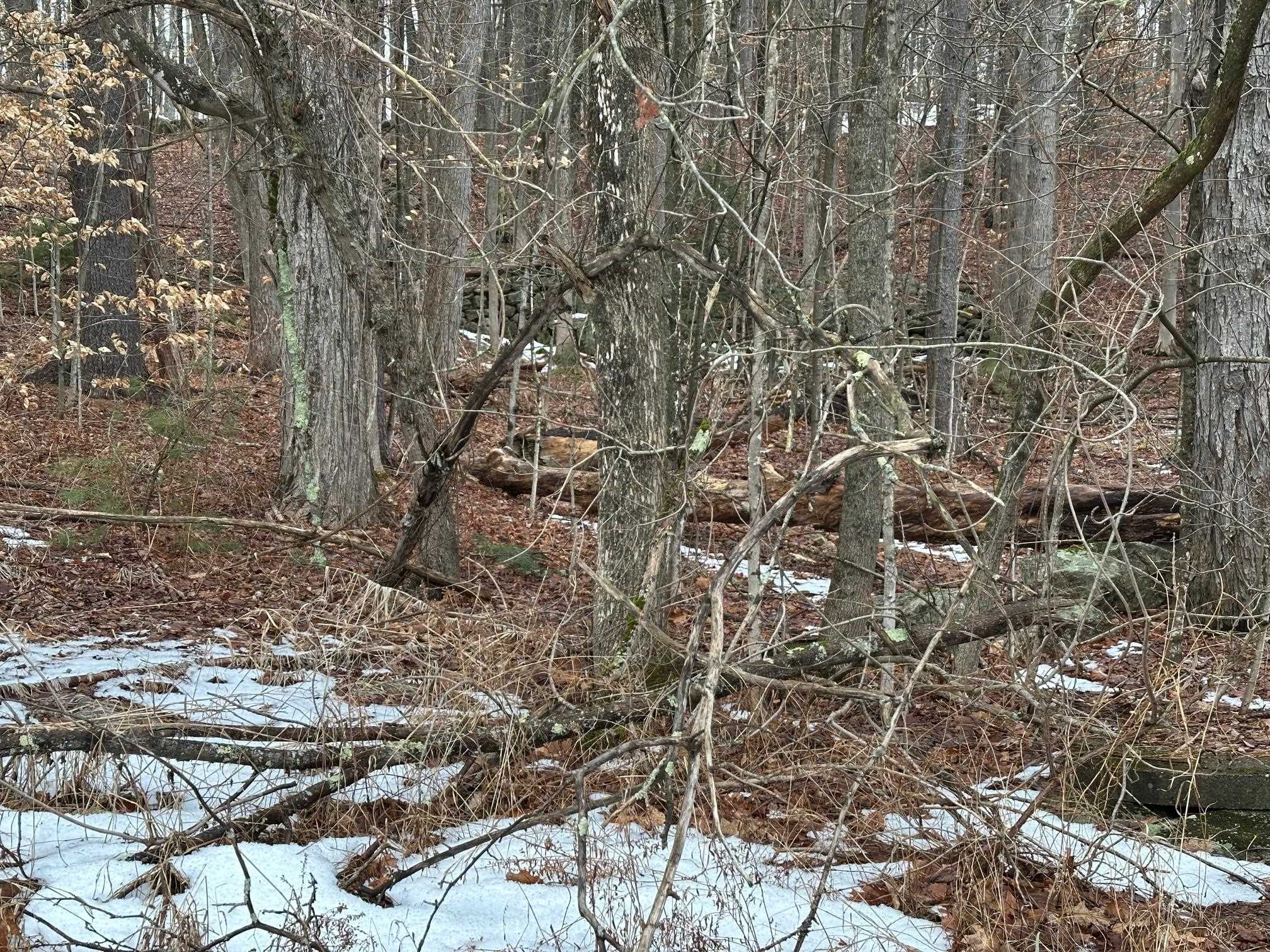 New Hampshire Route 119 Property Photo 11