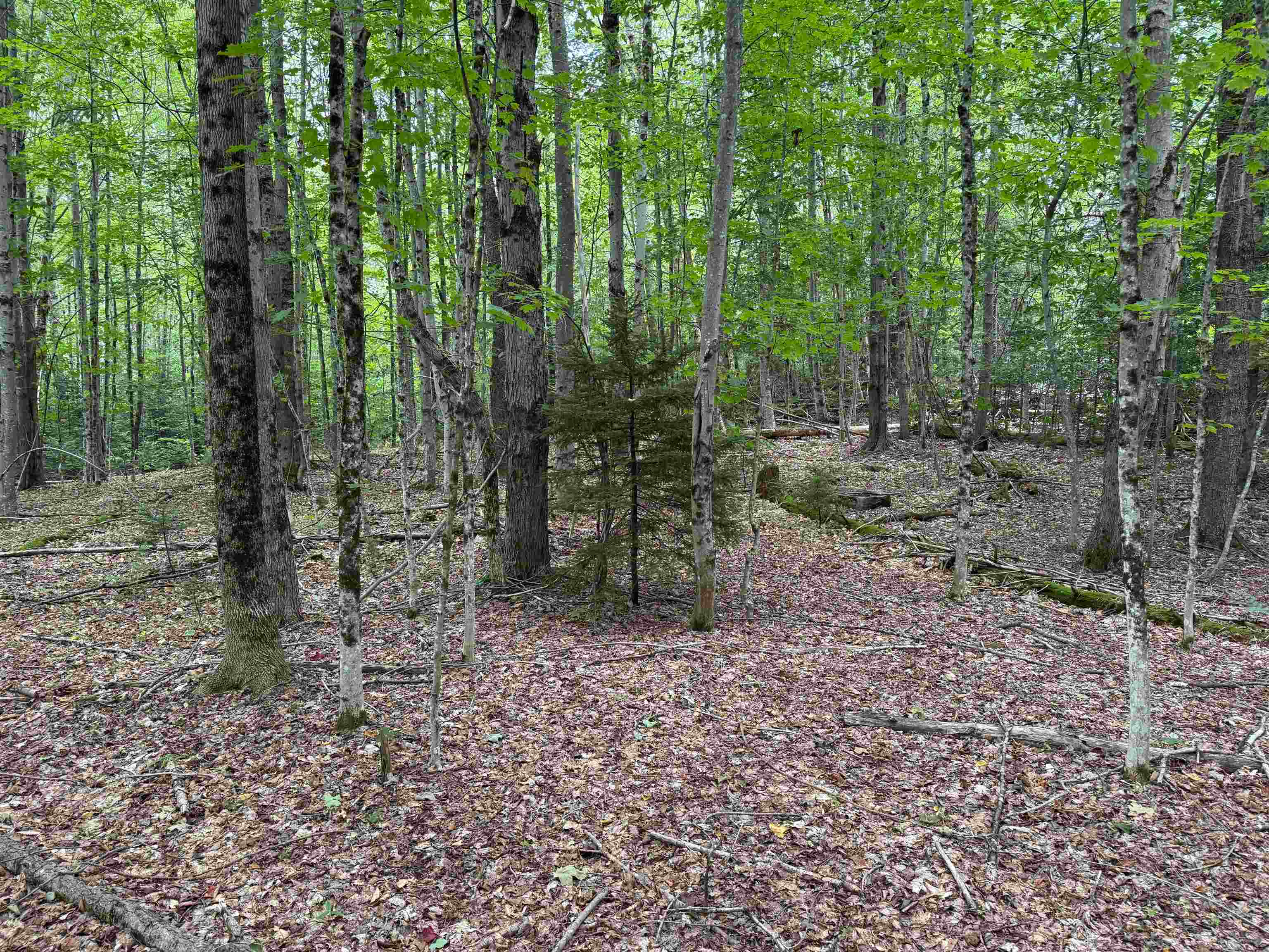 00 Lake Hill Road Property Photo 17