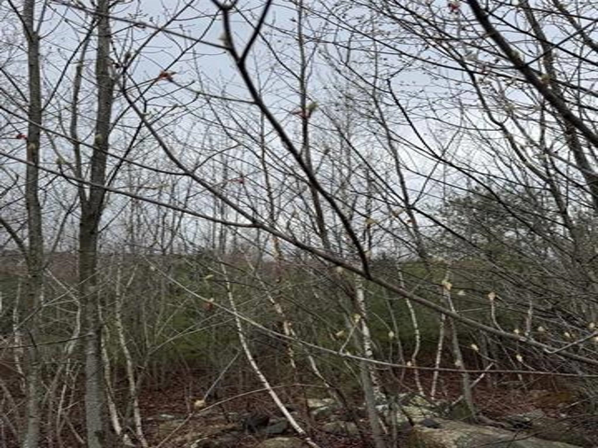 Tbd Mason Road Property Photo 3
