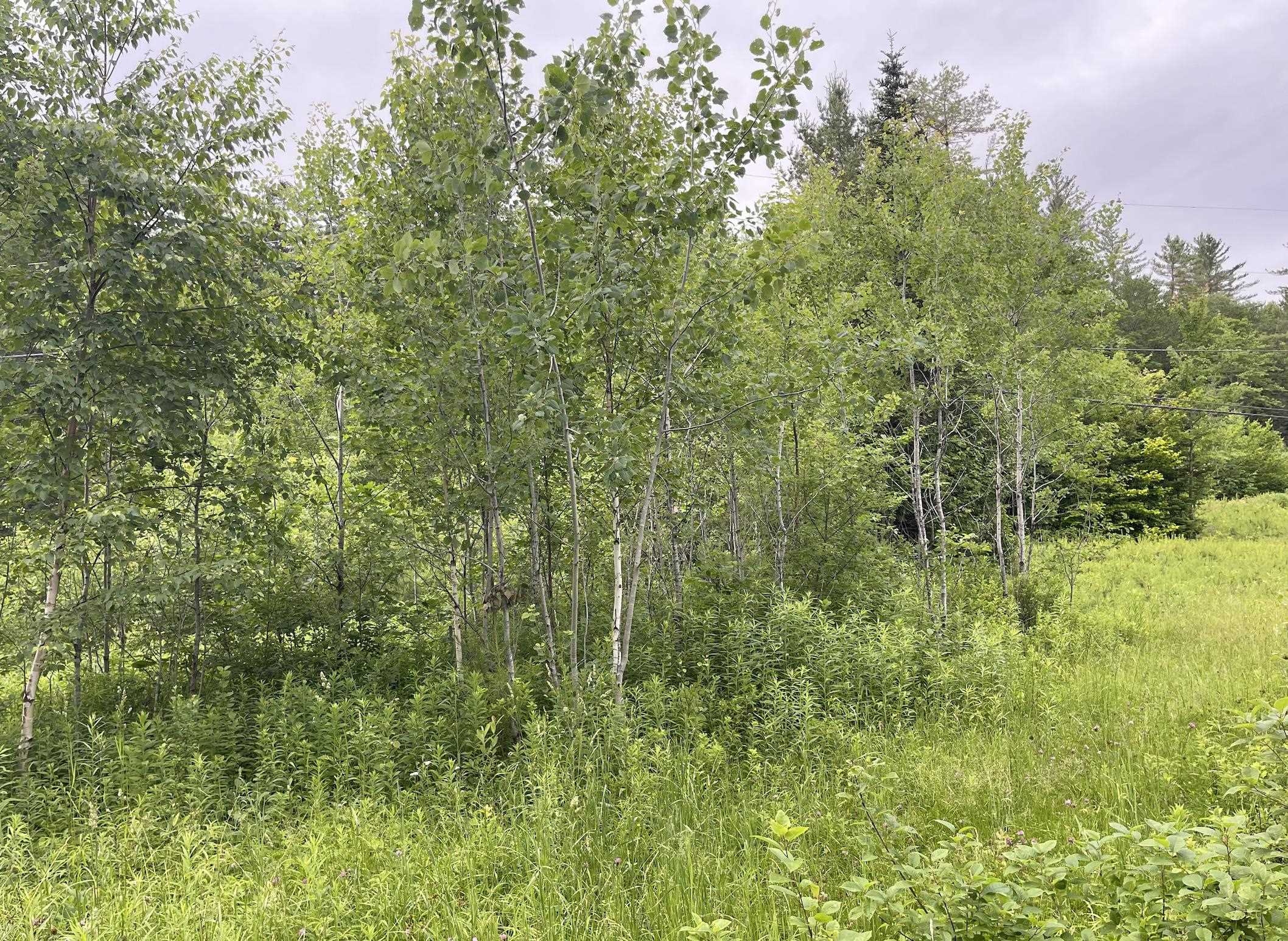 4769 Pikes Falls Road Property Photo 5