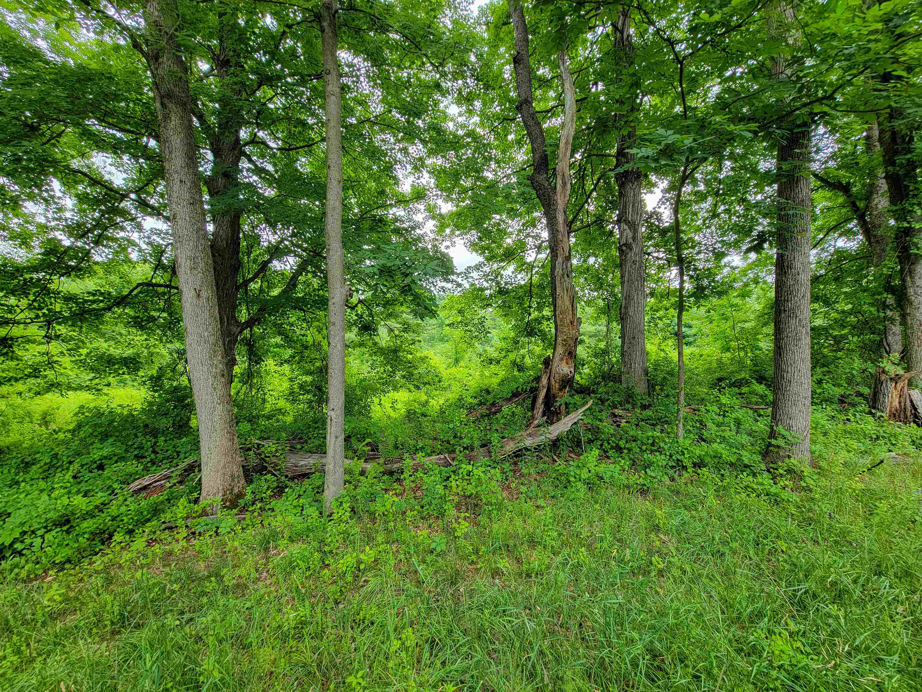 399 Bard Road Property Photo 19