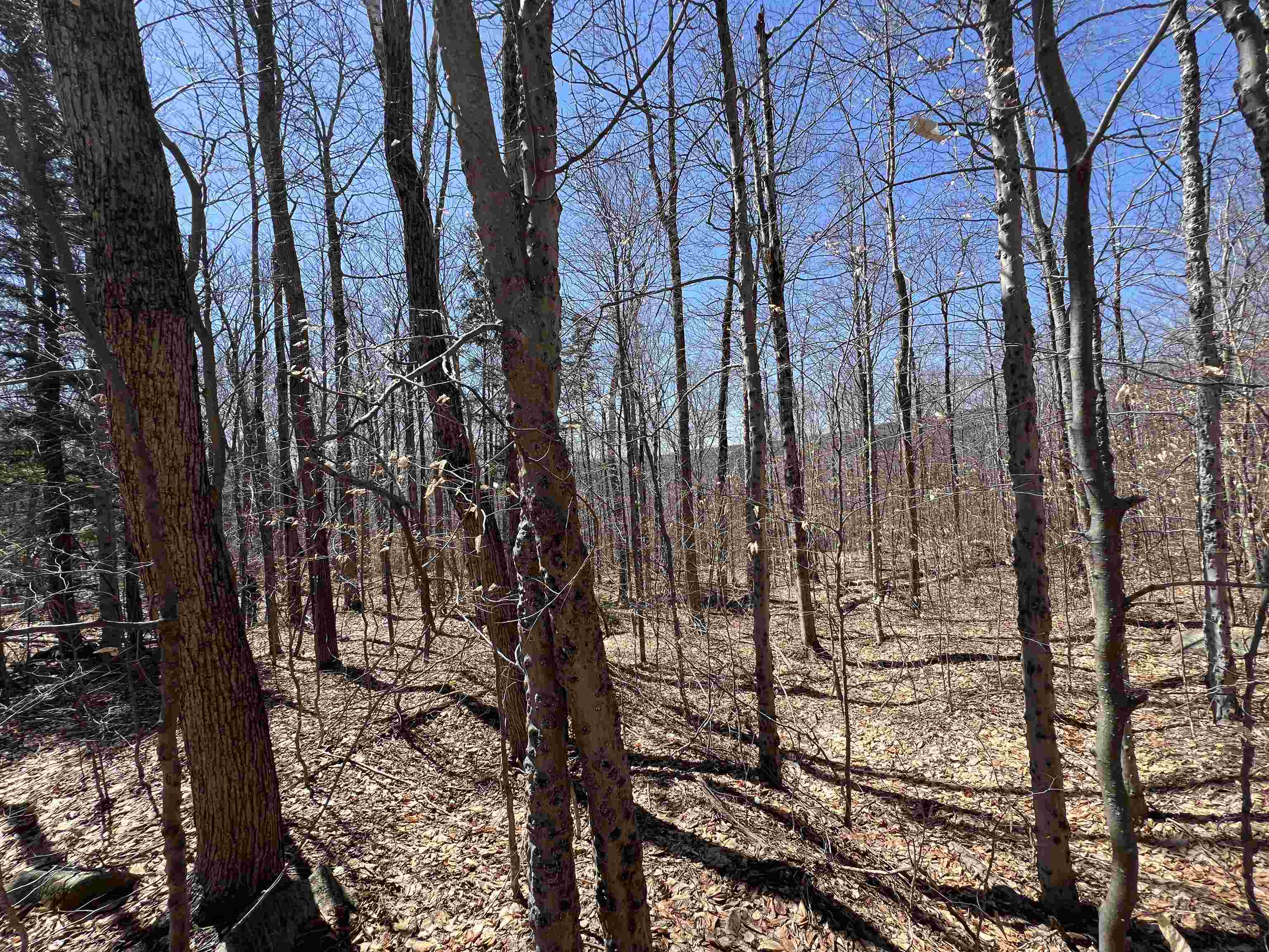 Forrester Road Property Photo 5
