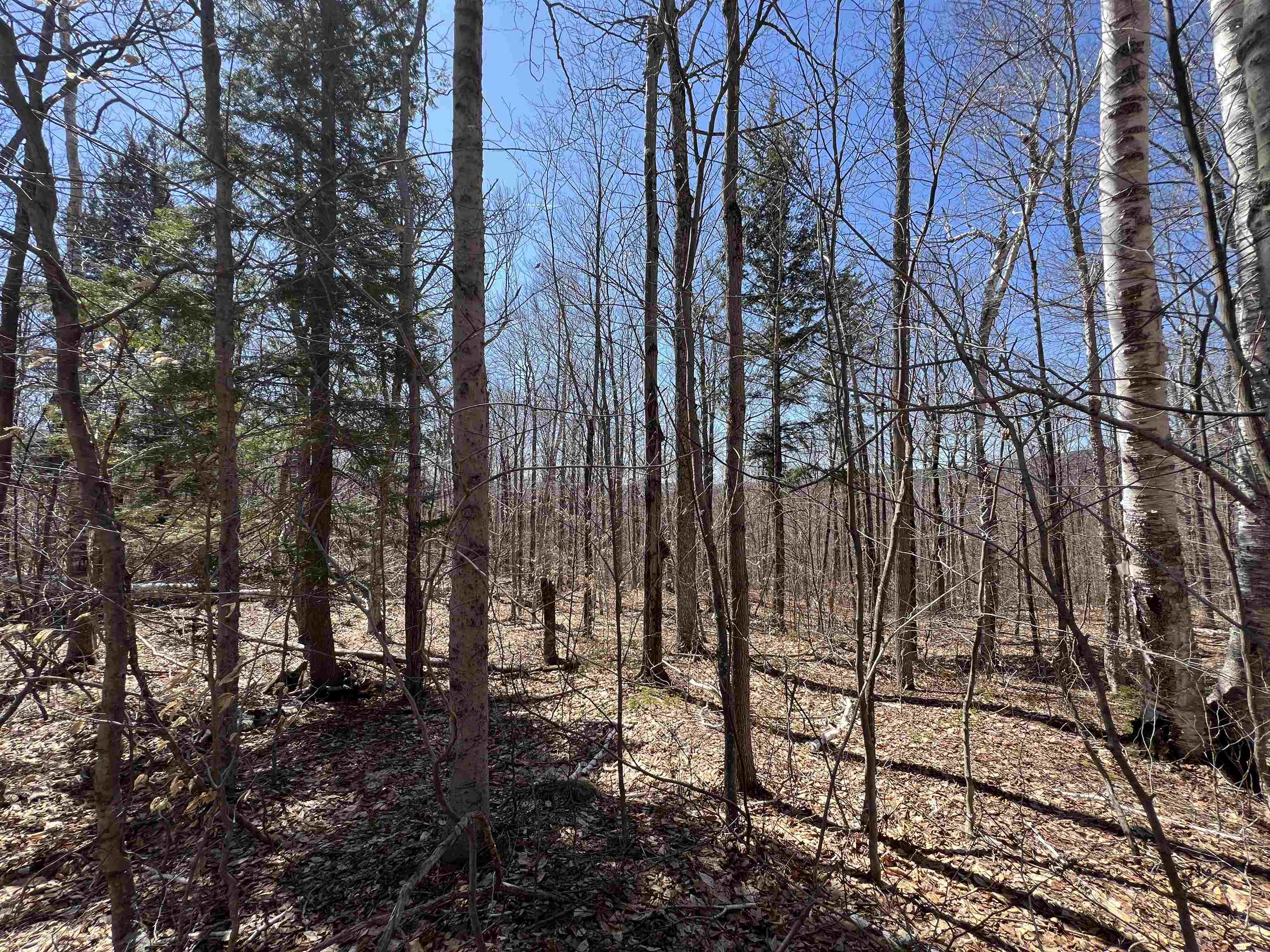 Forrester Road Property Photo 10