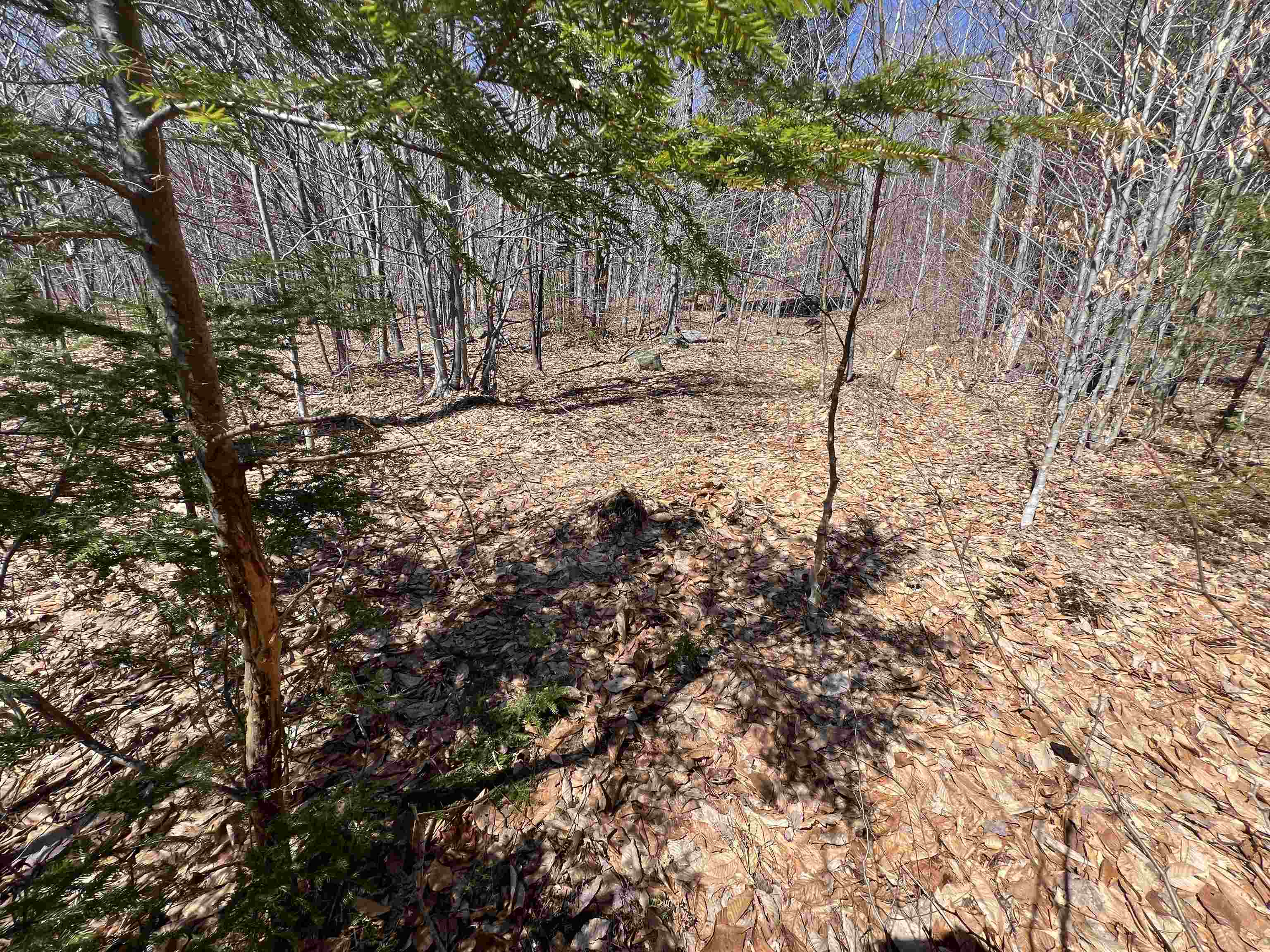 Forrester Road Property Photo 12