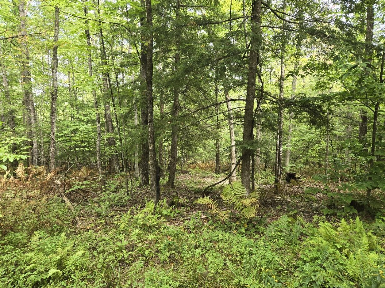 Crotty Drive Property Photo 29