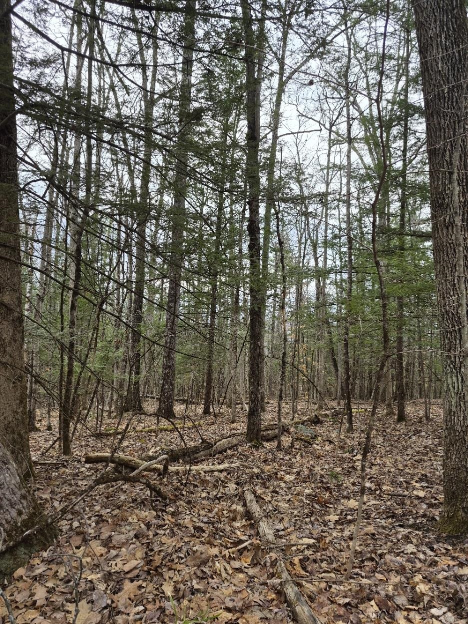 Pond Road Property Photo 2