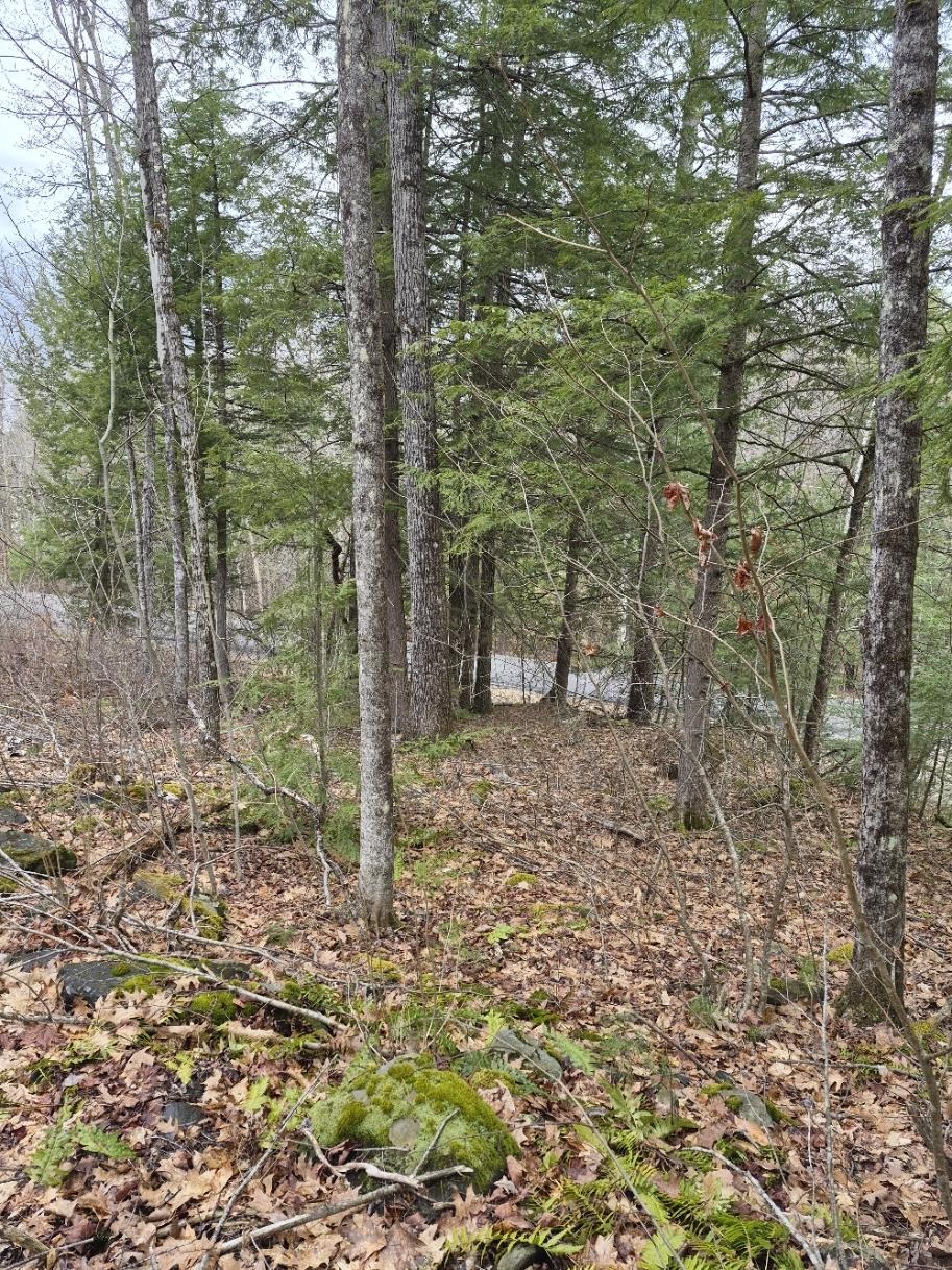 Pond Road Property Photo 4